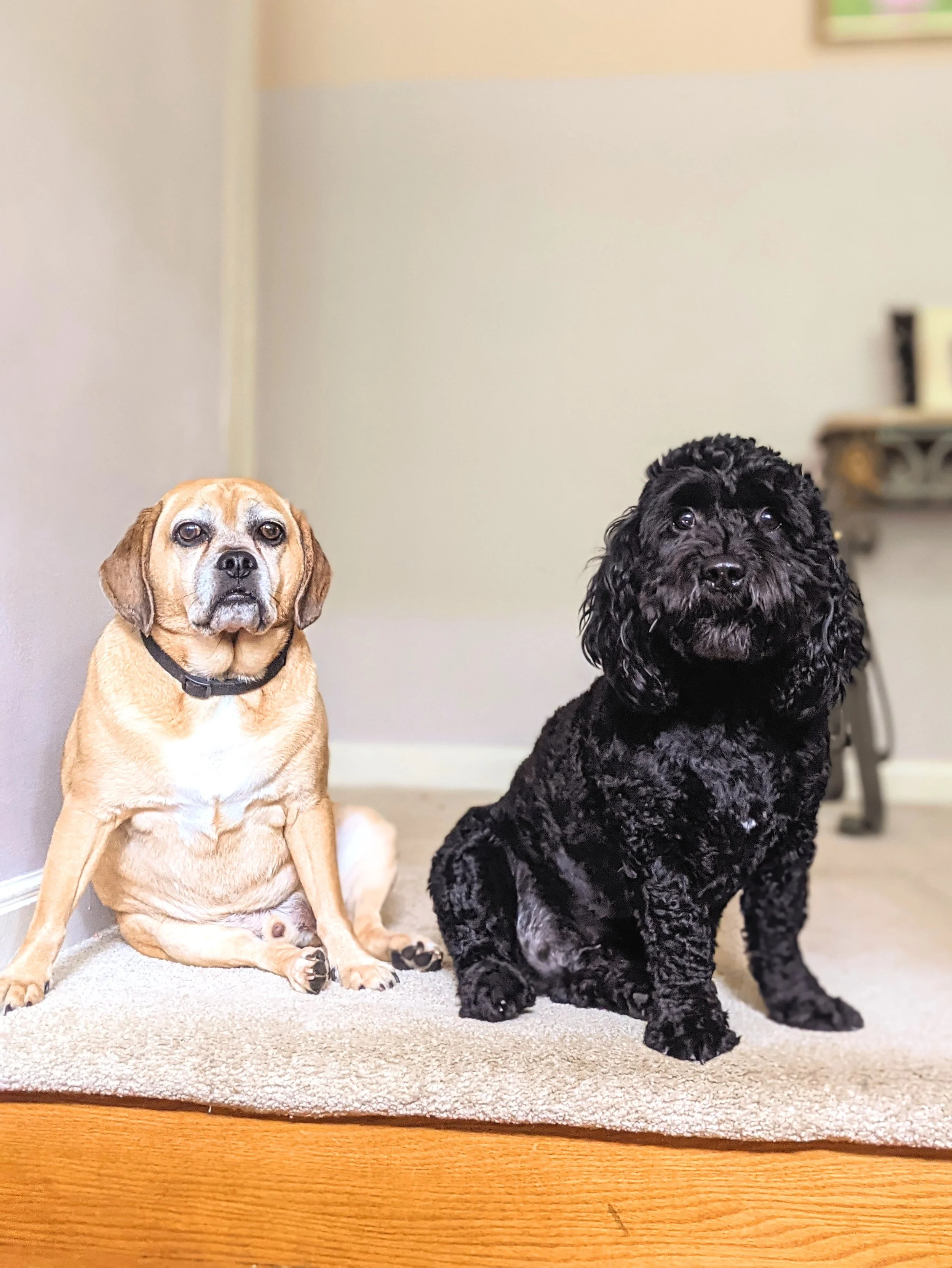 Fauna - Geoff Rhodes (12).jpg