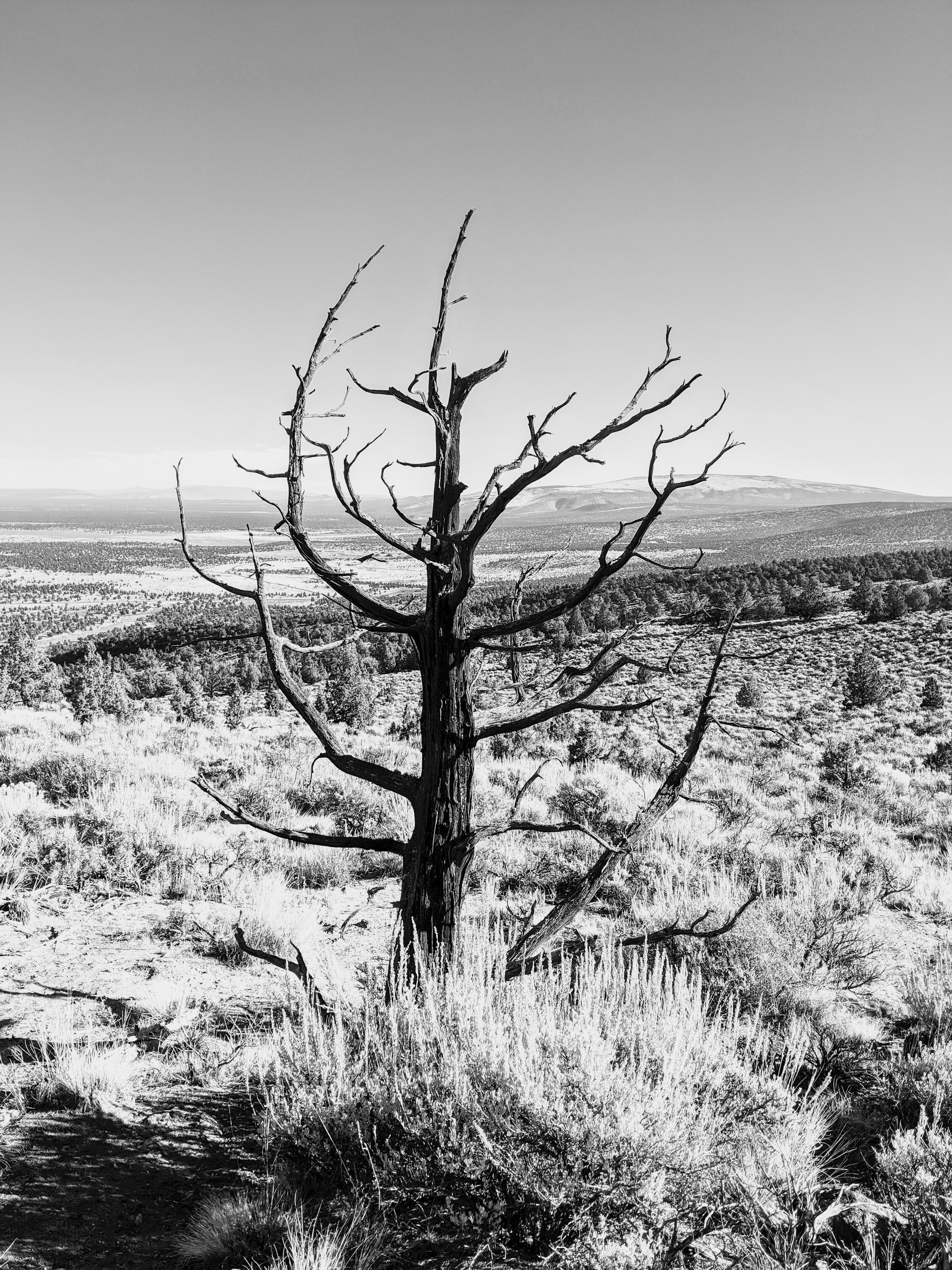 Desert Solitude - tree - Geoff Rhodes (3).jpg