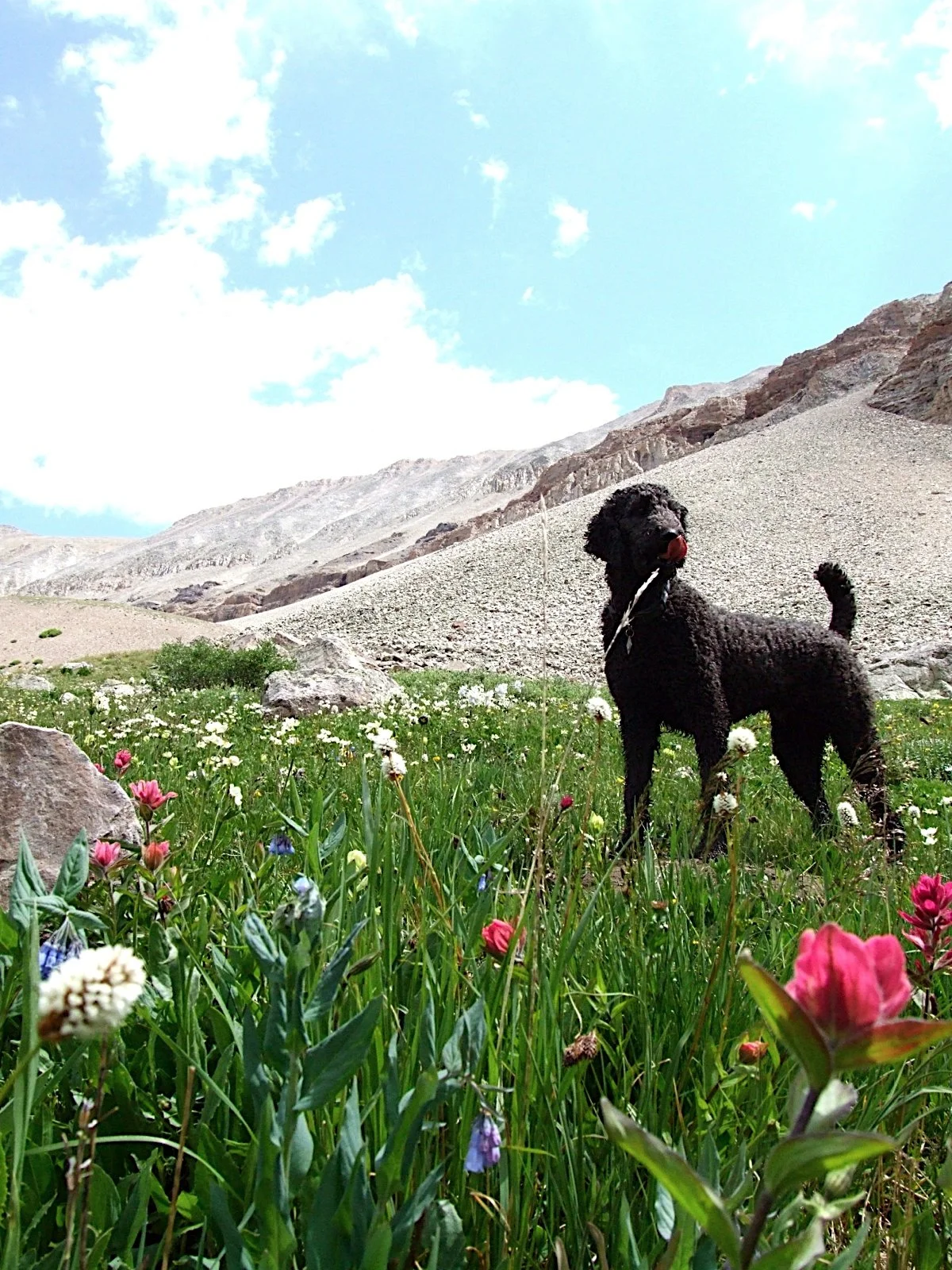 Fauna - Geoff Rhodes (2).JPG