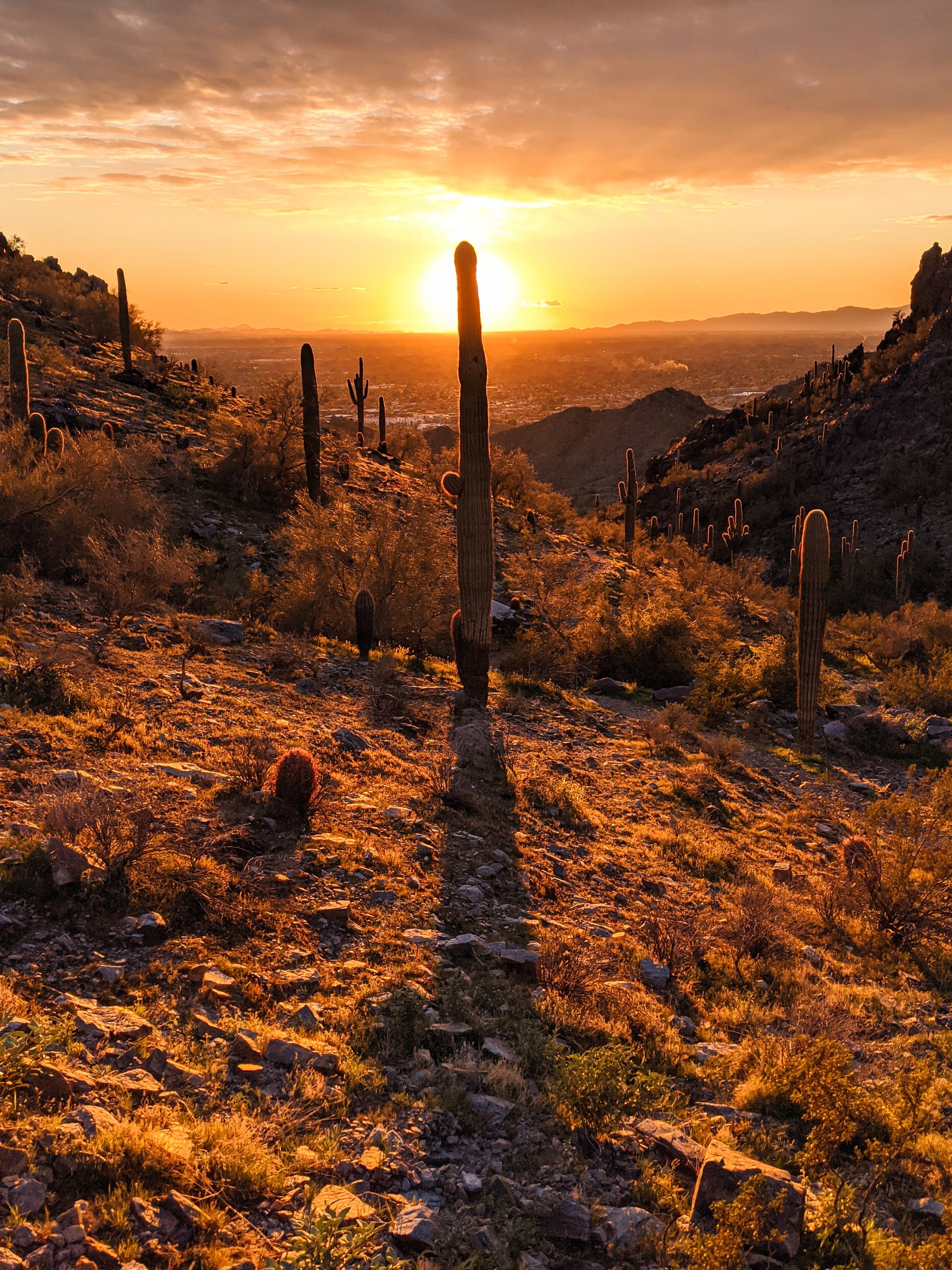 Desert Solitude - cactus - Geoff Rhodes (18).jpg