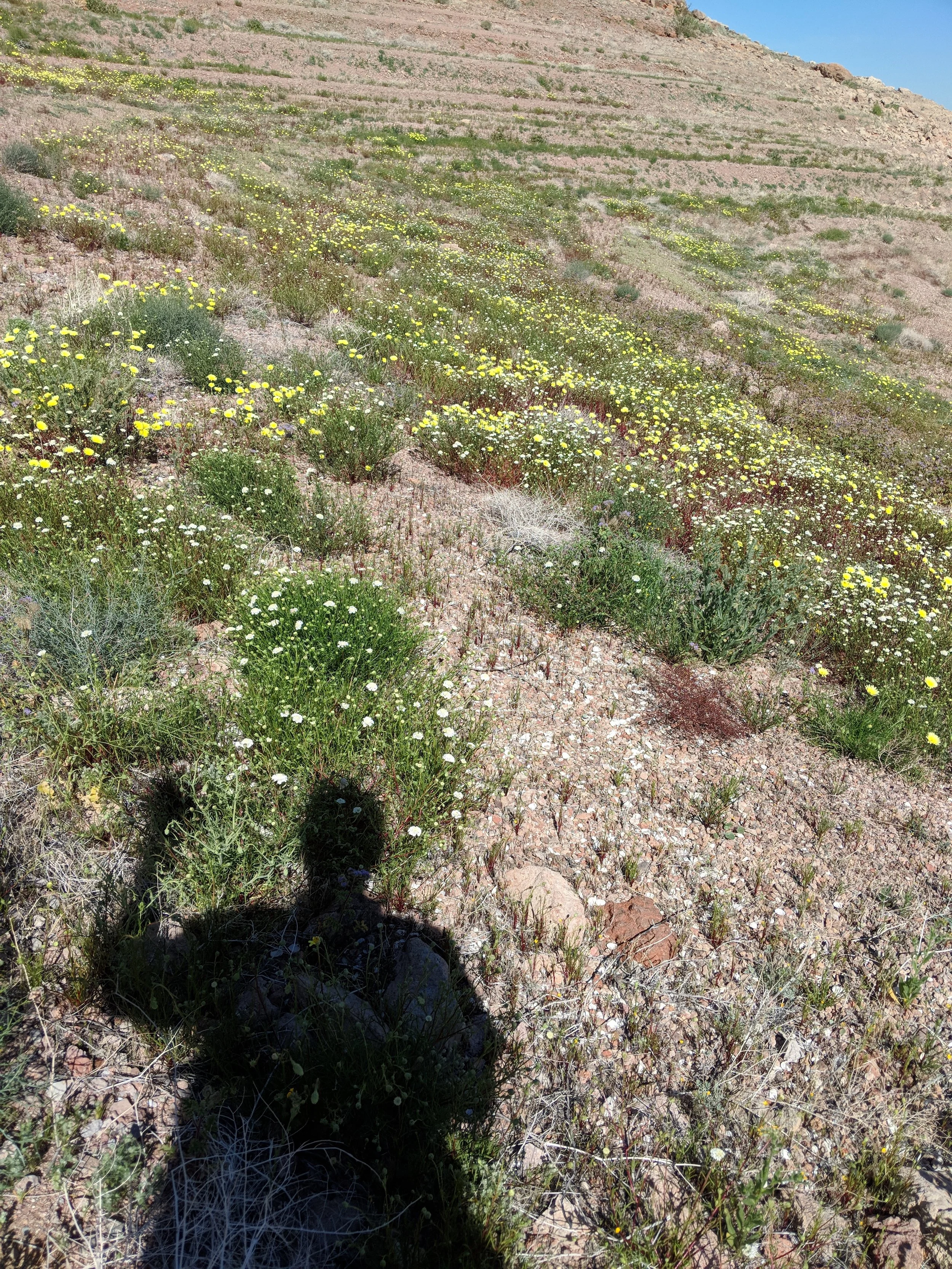 Shadow Games - Geoff Rhodes (45).jpg