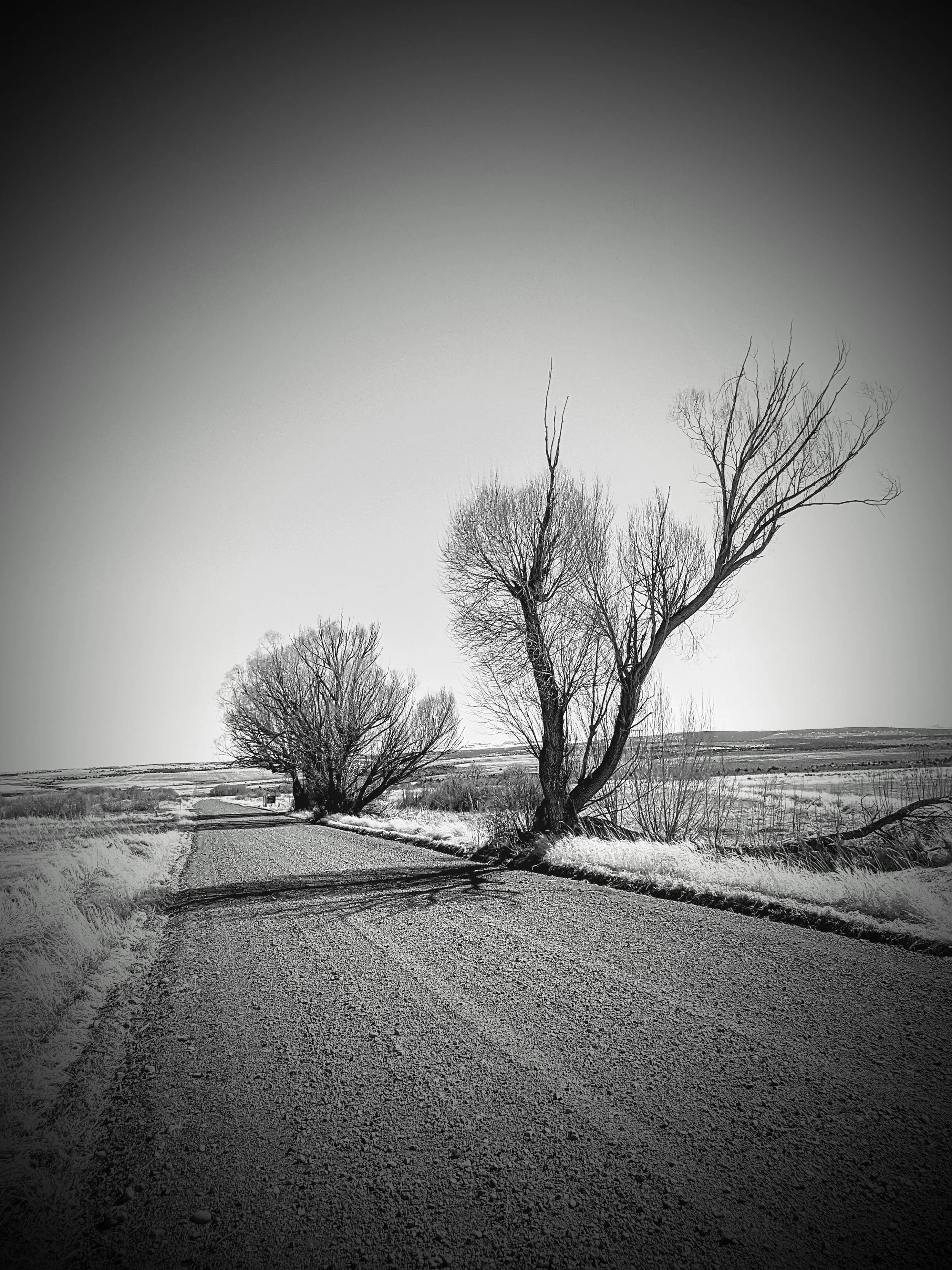 Desert Solitude - tree - Geoff Rhodes (5).jpg