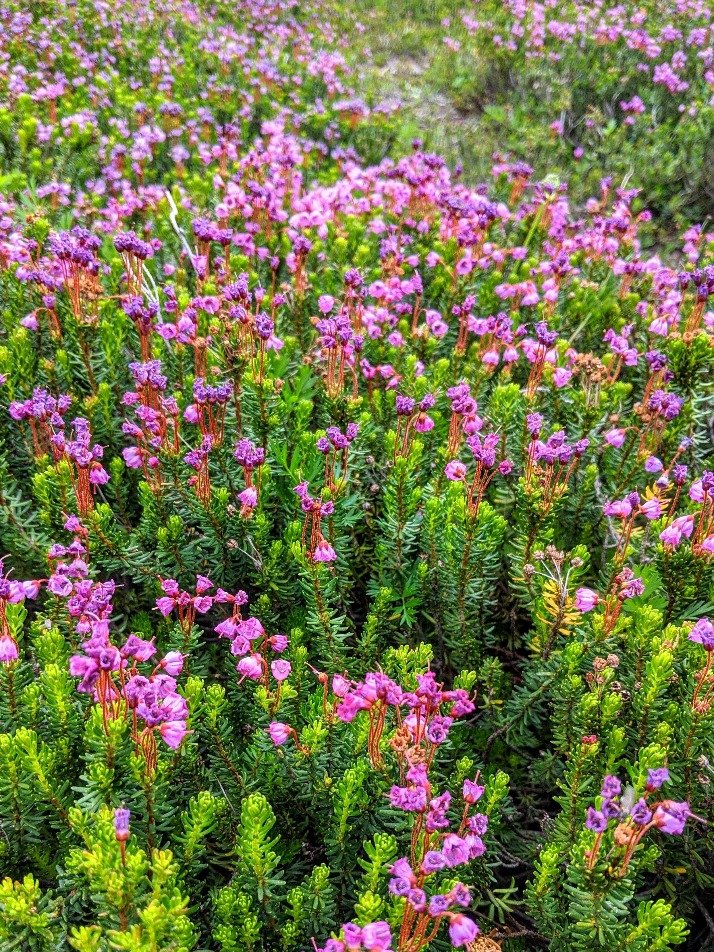 Flora - purple - Geoff Rhodes (18).jpg