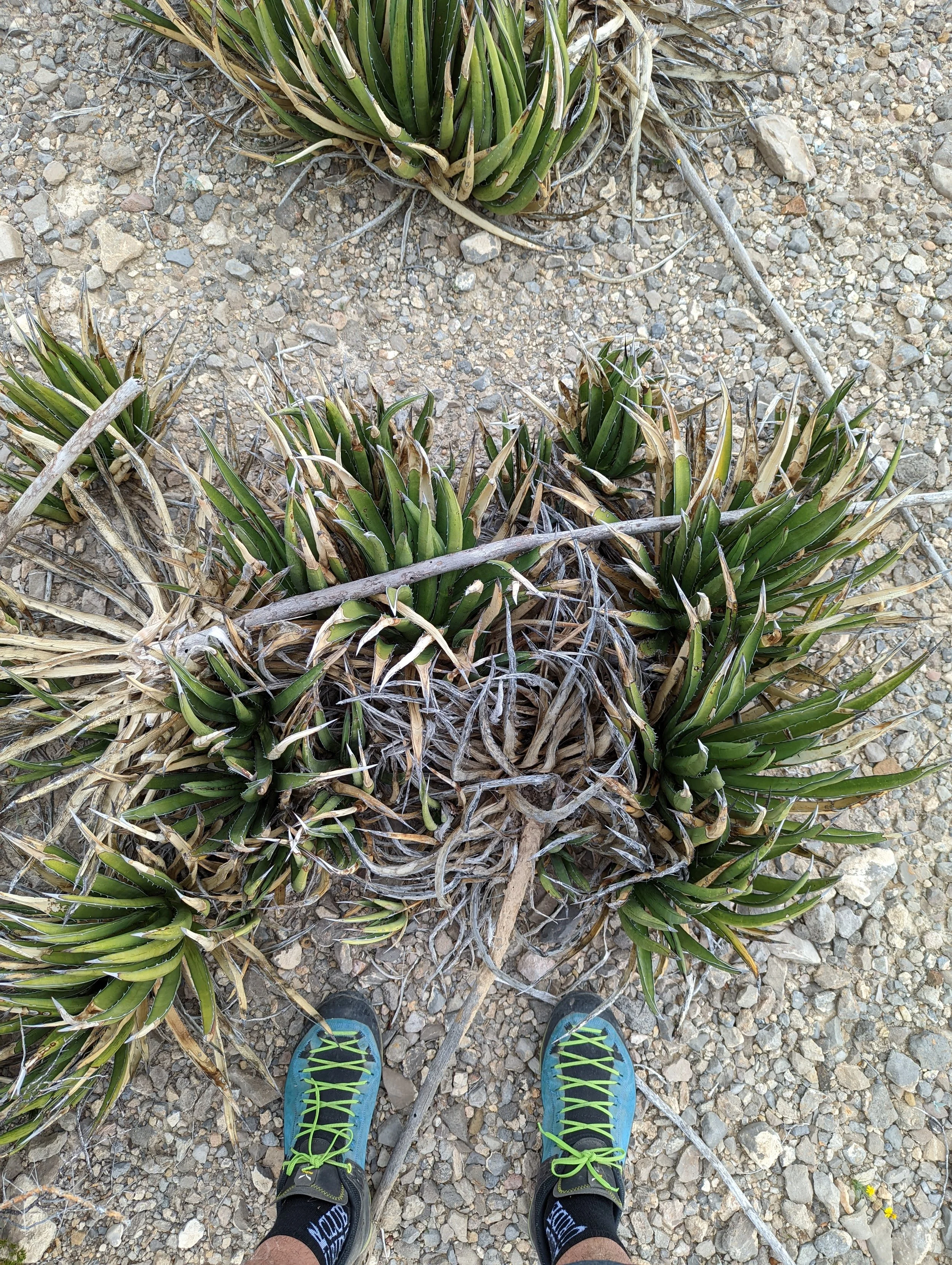 Tale of Two Soles - Geoff Rhodes - 2023 (2).jpg