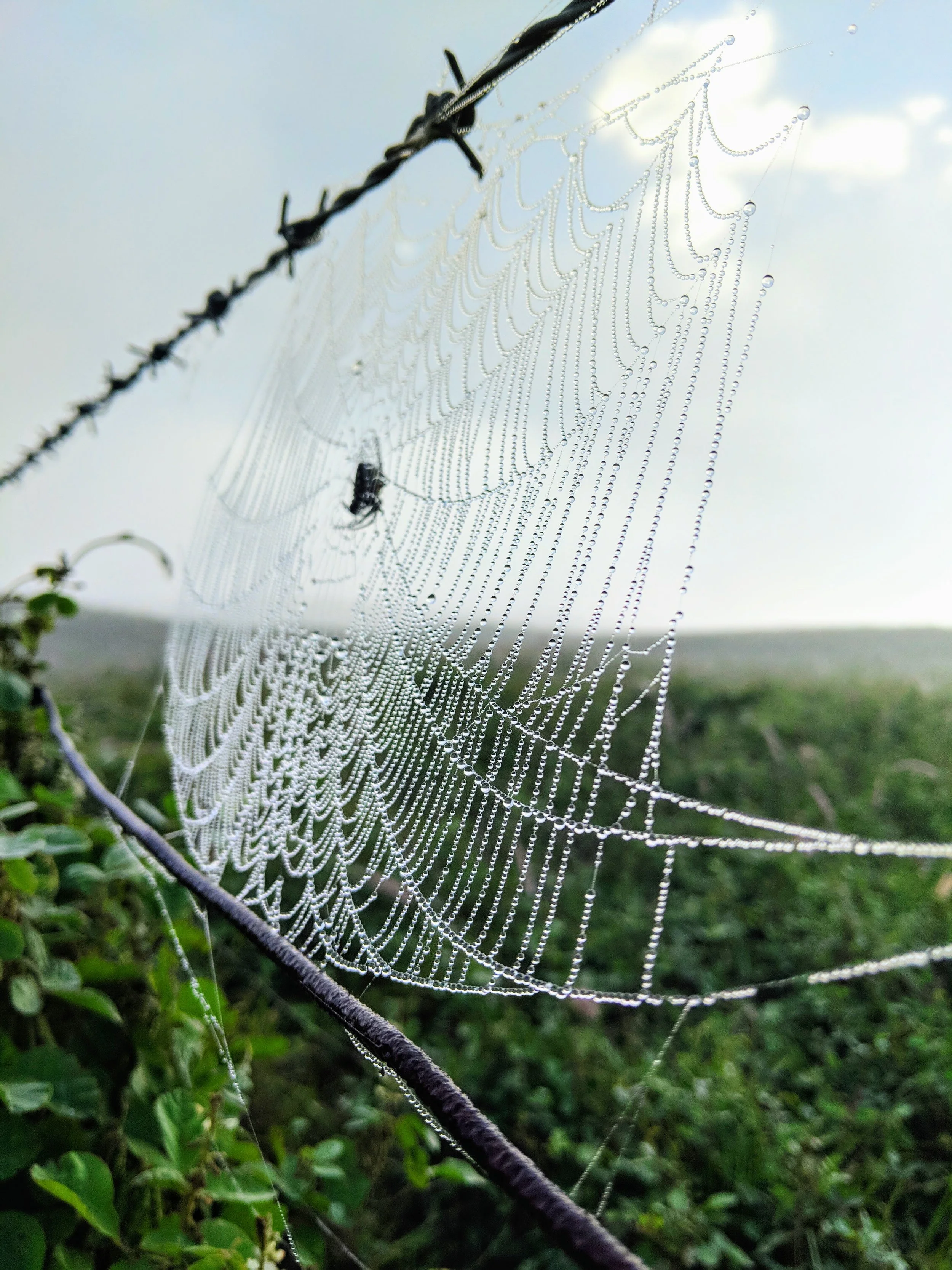 Fence Post Porn - Geoff Rhodes (9).jpg