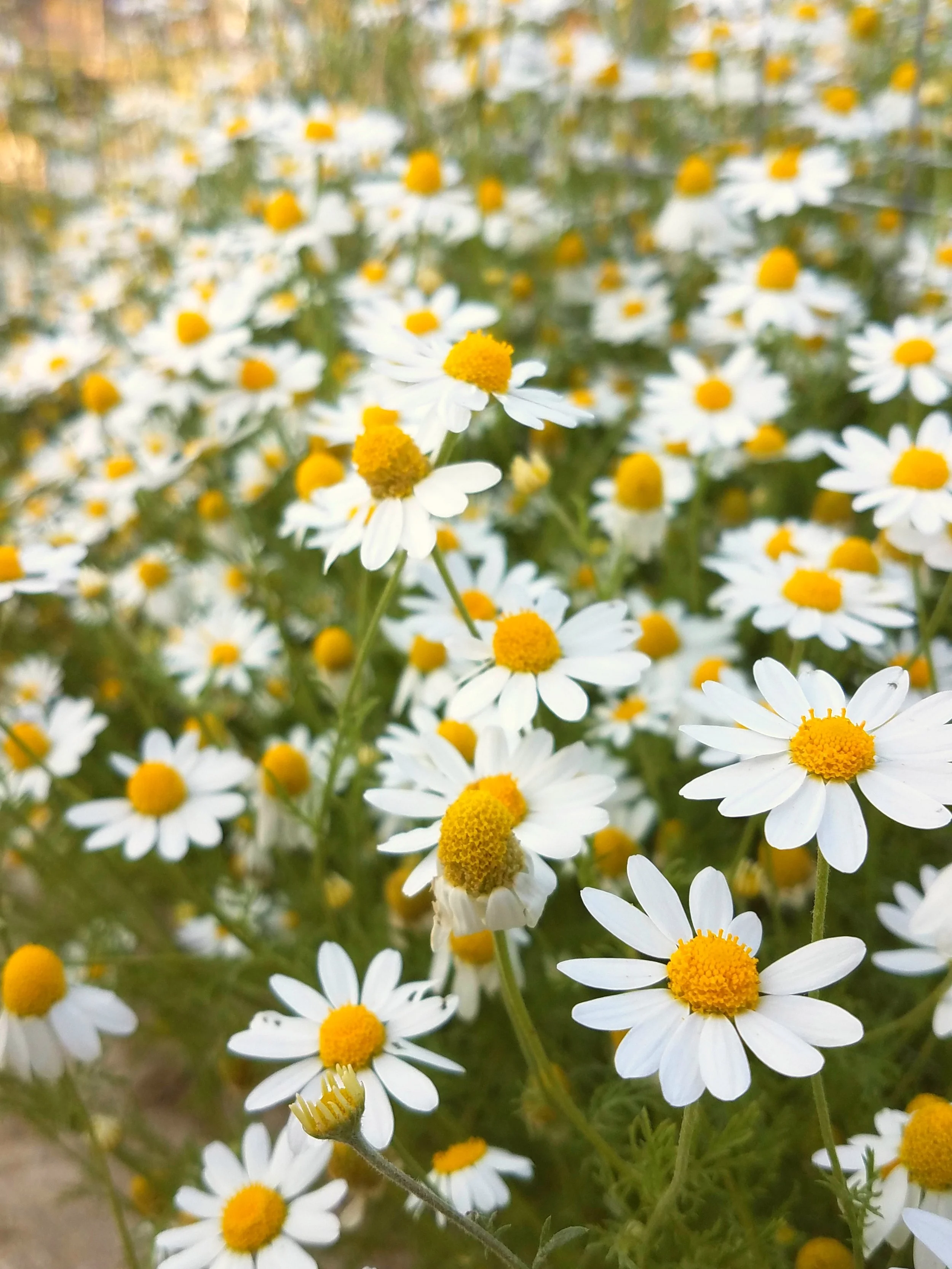 Flora - White - Geoff Rhodes (2).jpg