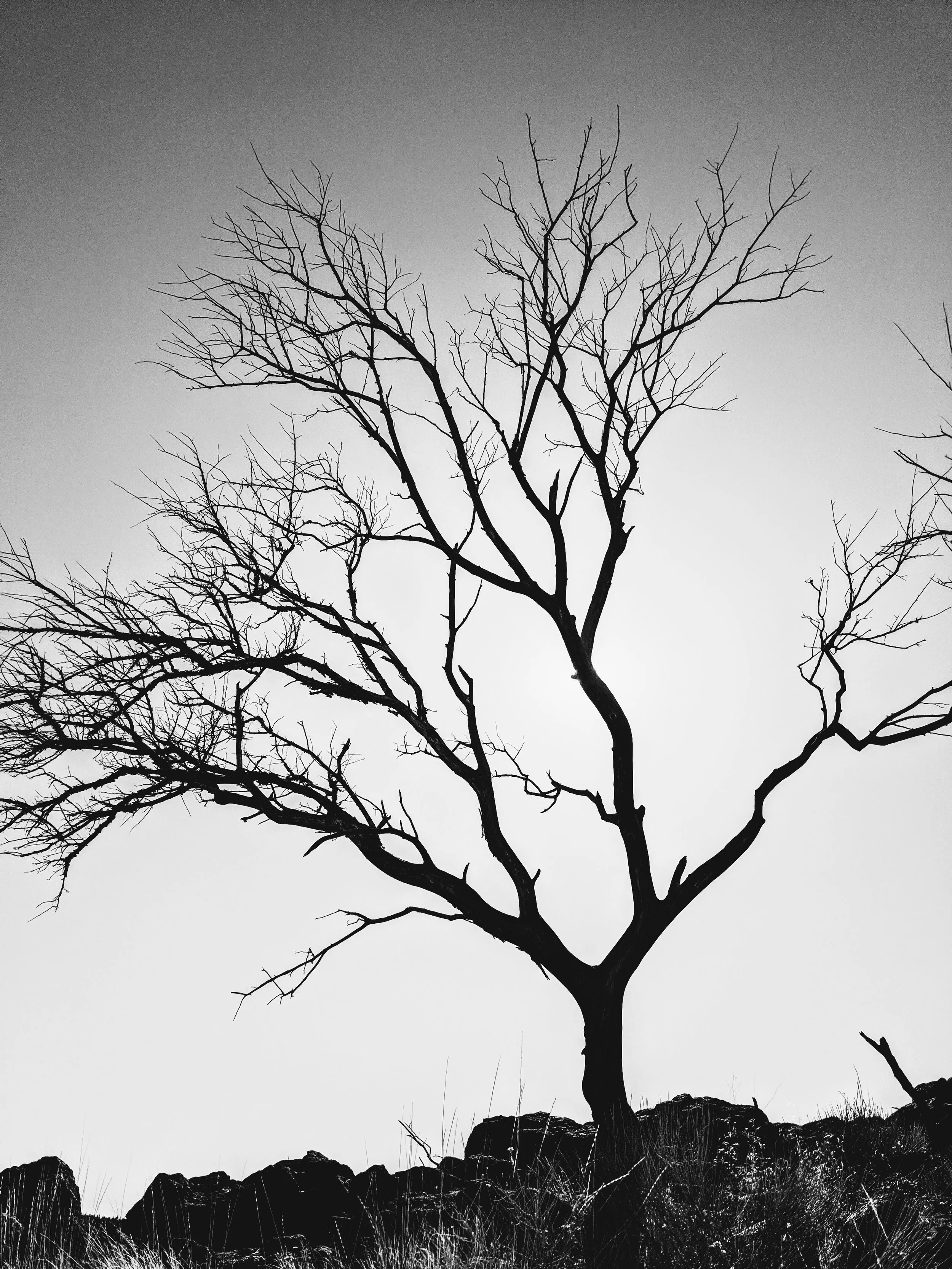 Desert Solitude - tree - Geoff Rhodes (4).jpg