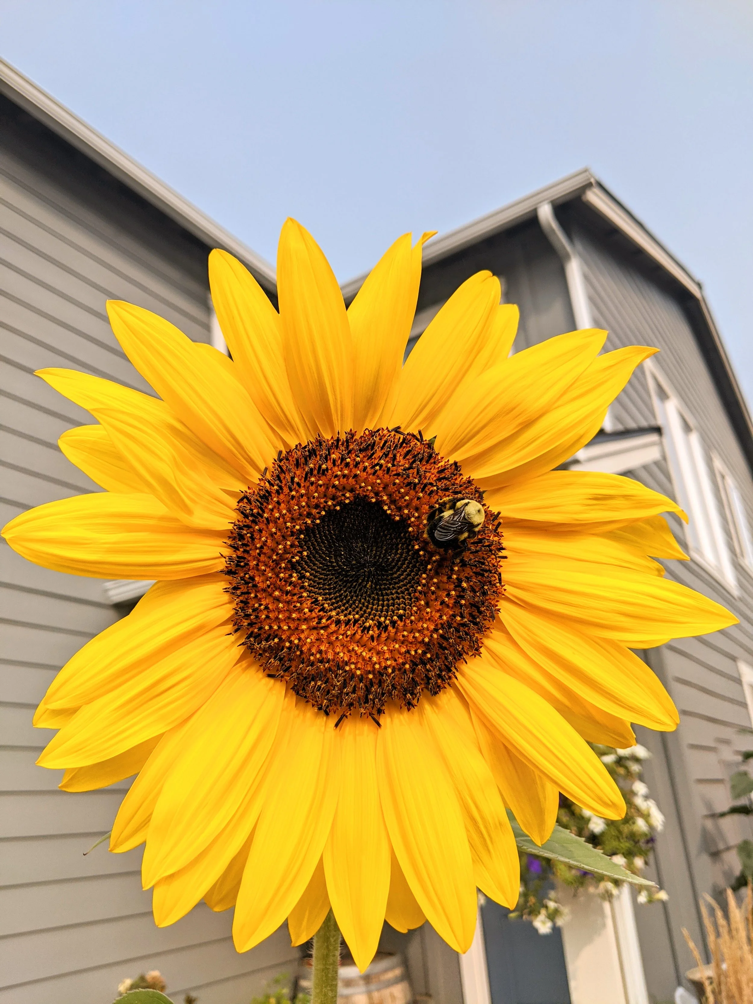 Flora - Yellow - Geoff Rhodes (1).jpg