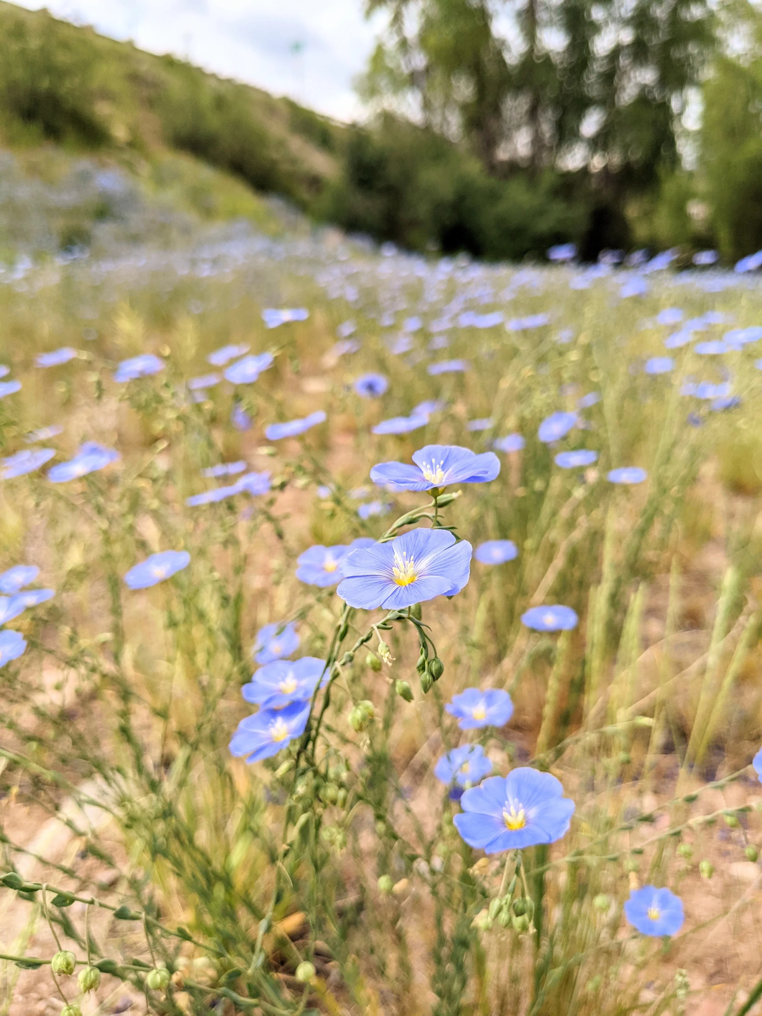 Flora - purple - Geoff Rhodes (20).jpg