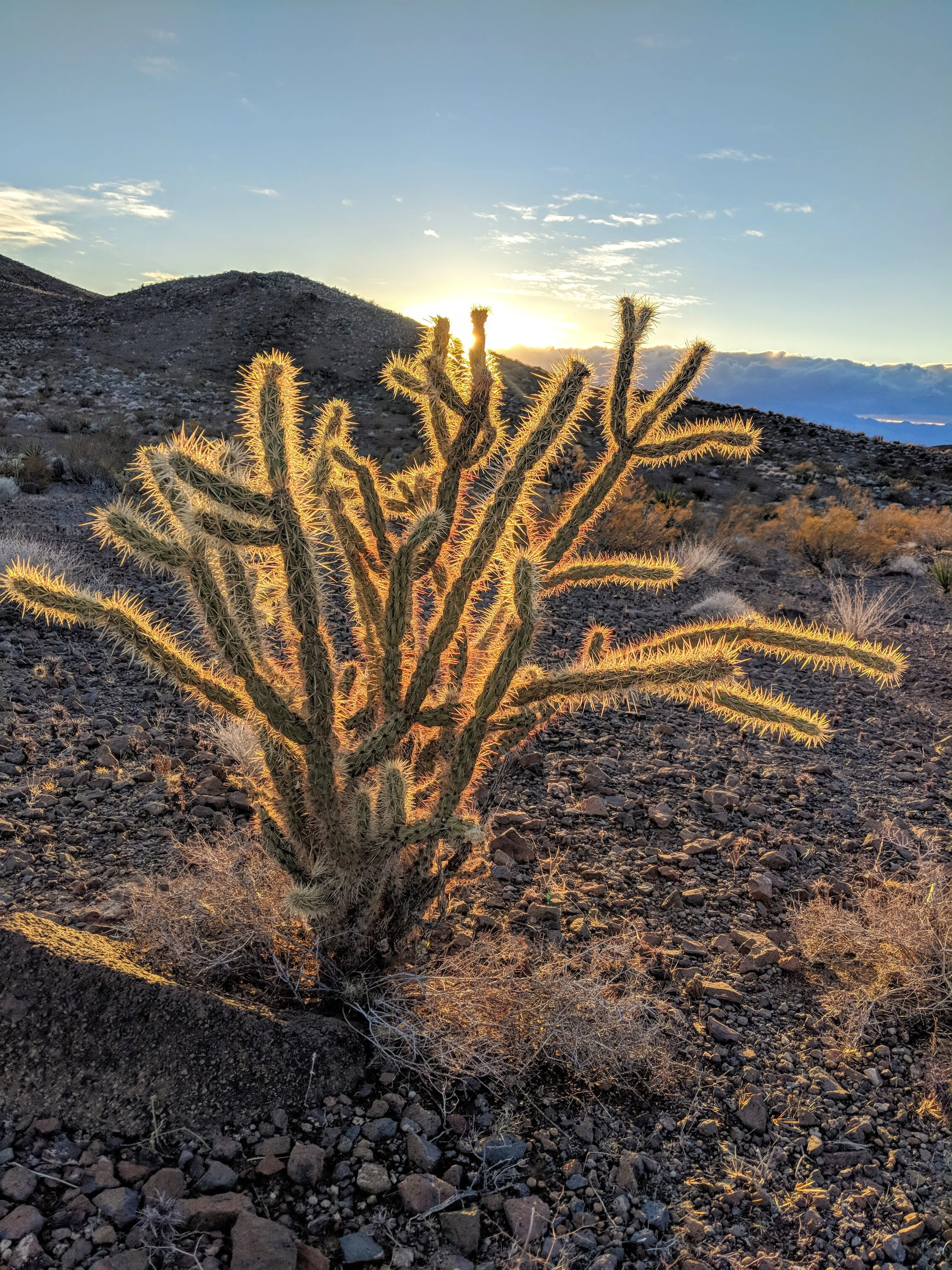 Desert Solitude - cactus - Geoff Rhodes (8).jpg