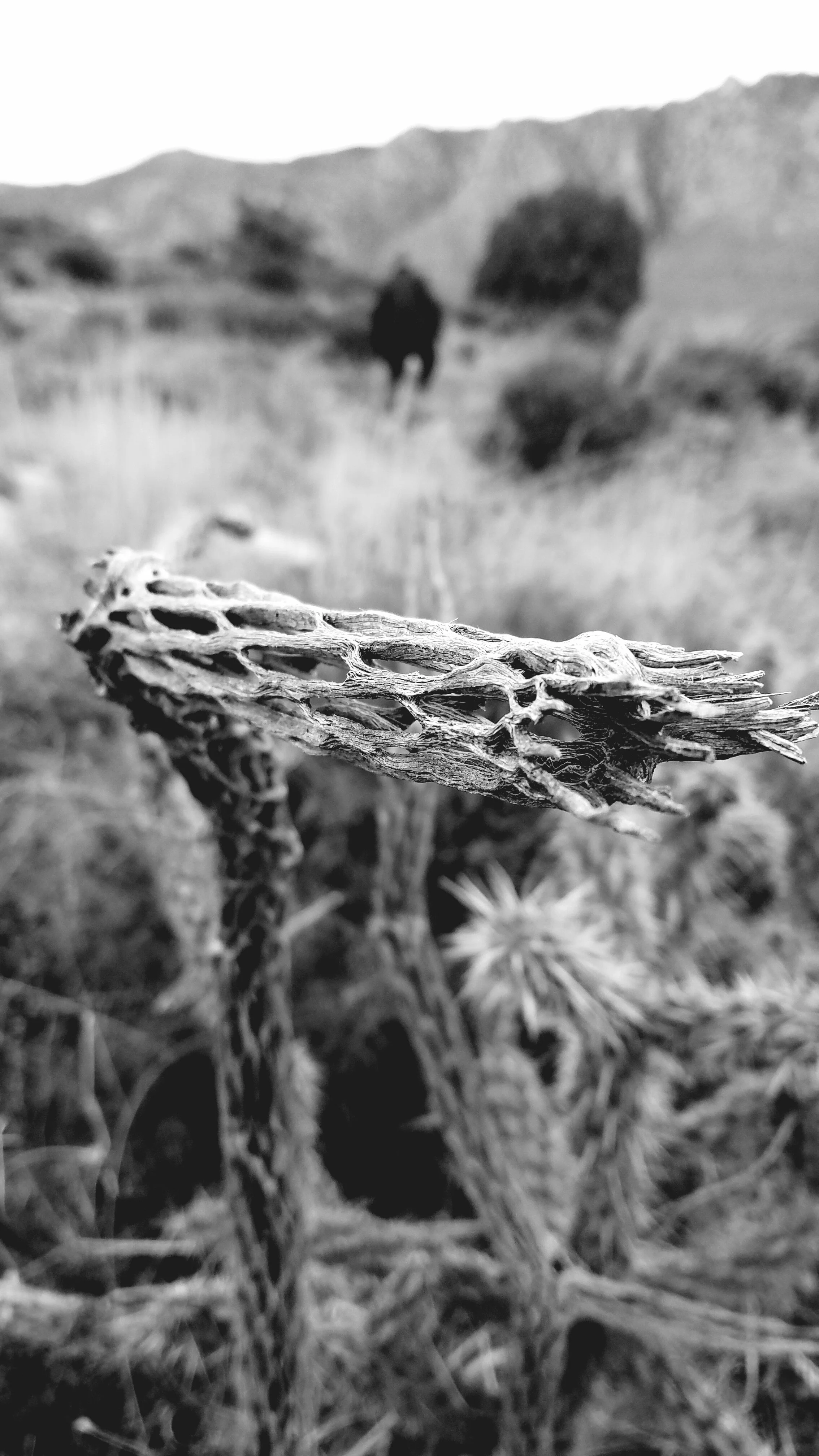 Desert Solitude - cactus - Geoff Rhodes (9).jpg