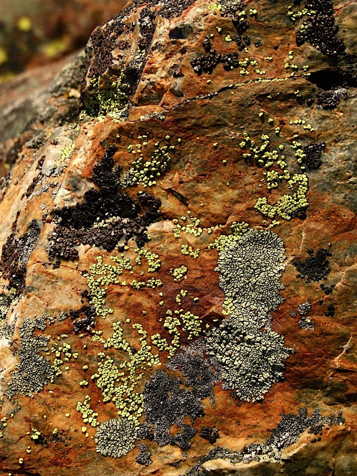 Flora - orange - Geoff Rhodes (1).JPG