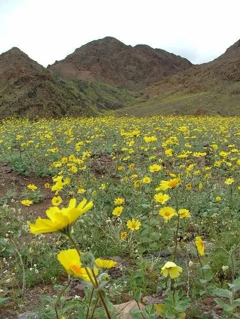 Desert Solitude - flowers - Geoff Rhodes (3).JPG