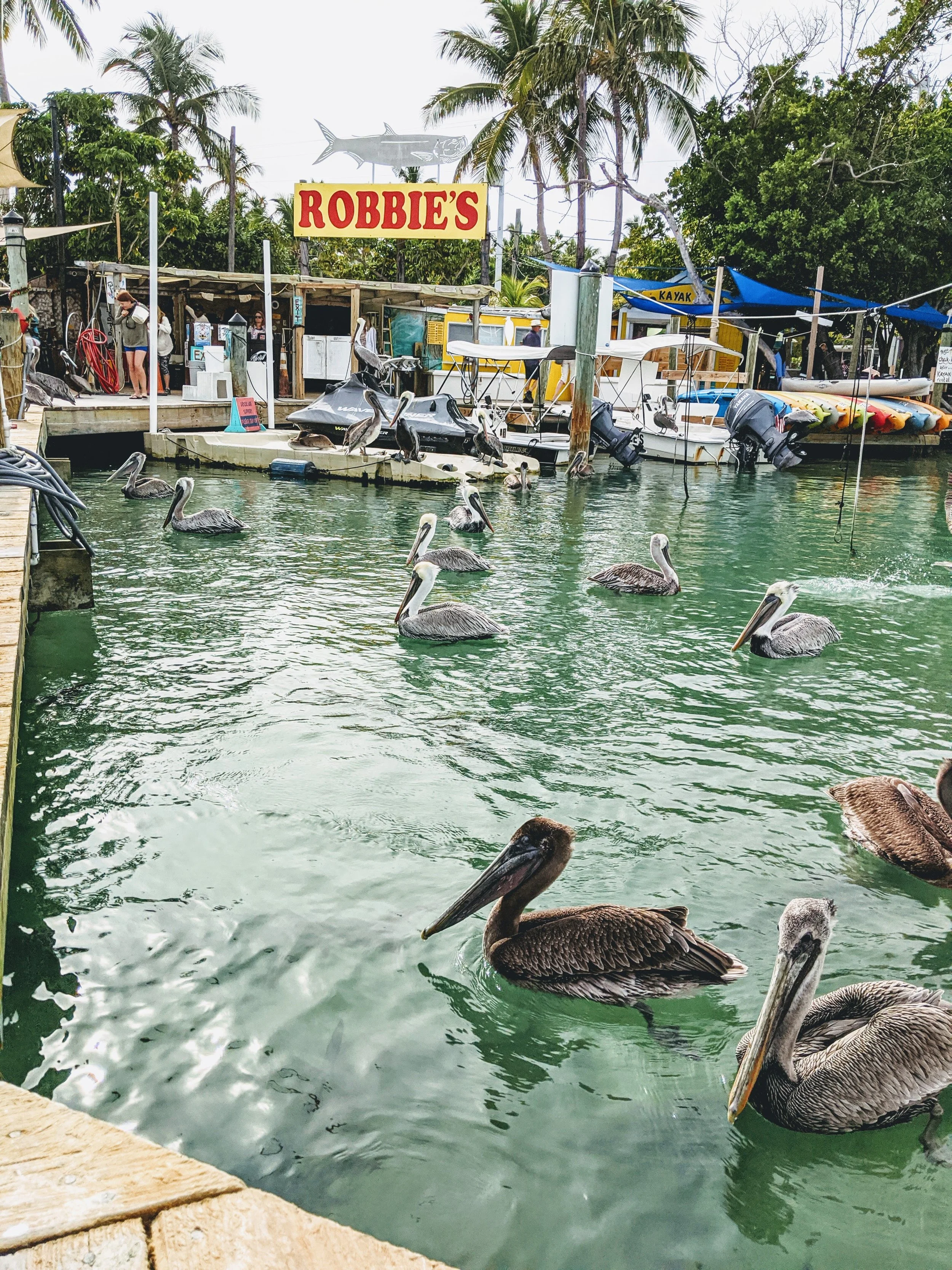 Fauna - Geoff Rhodes (11).jpg