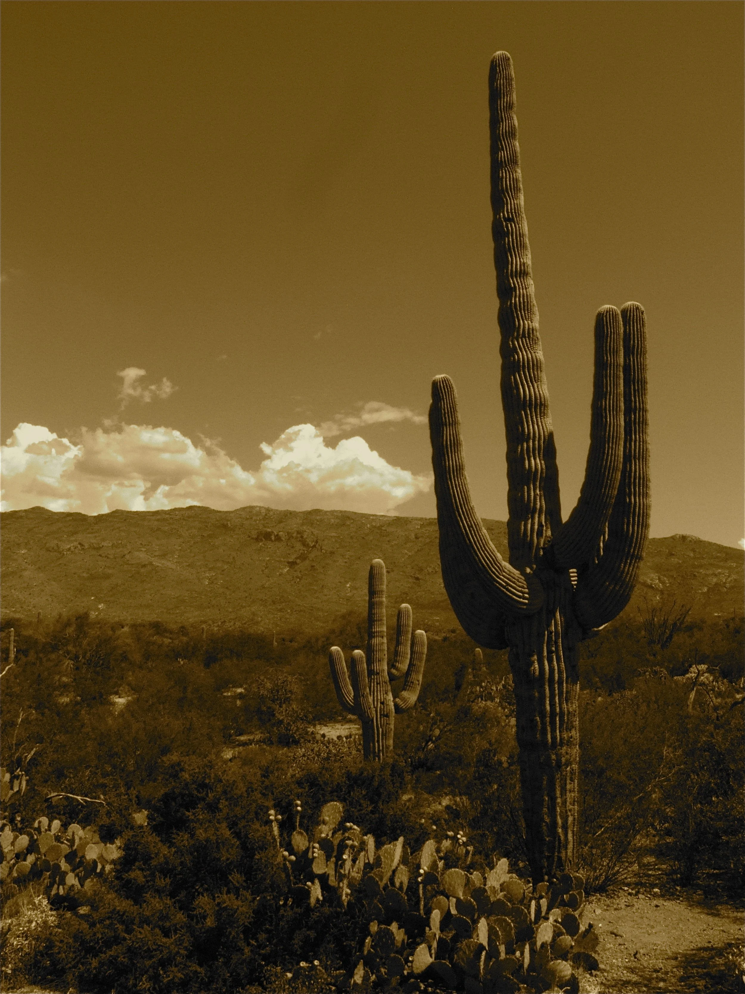 Desert Solitude - cactus - Geoff Rhodes (20).JPG