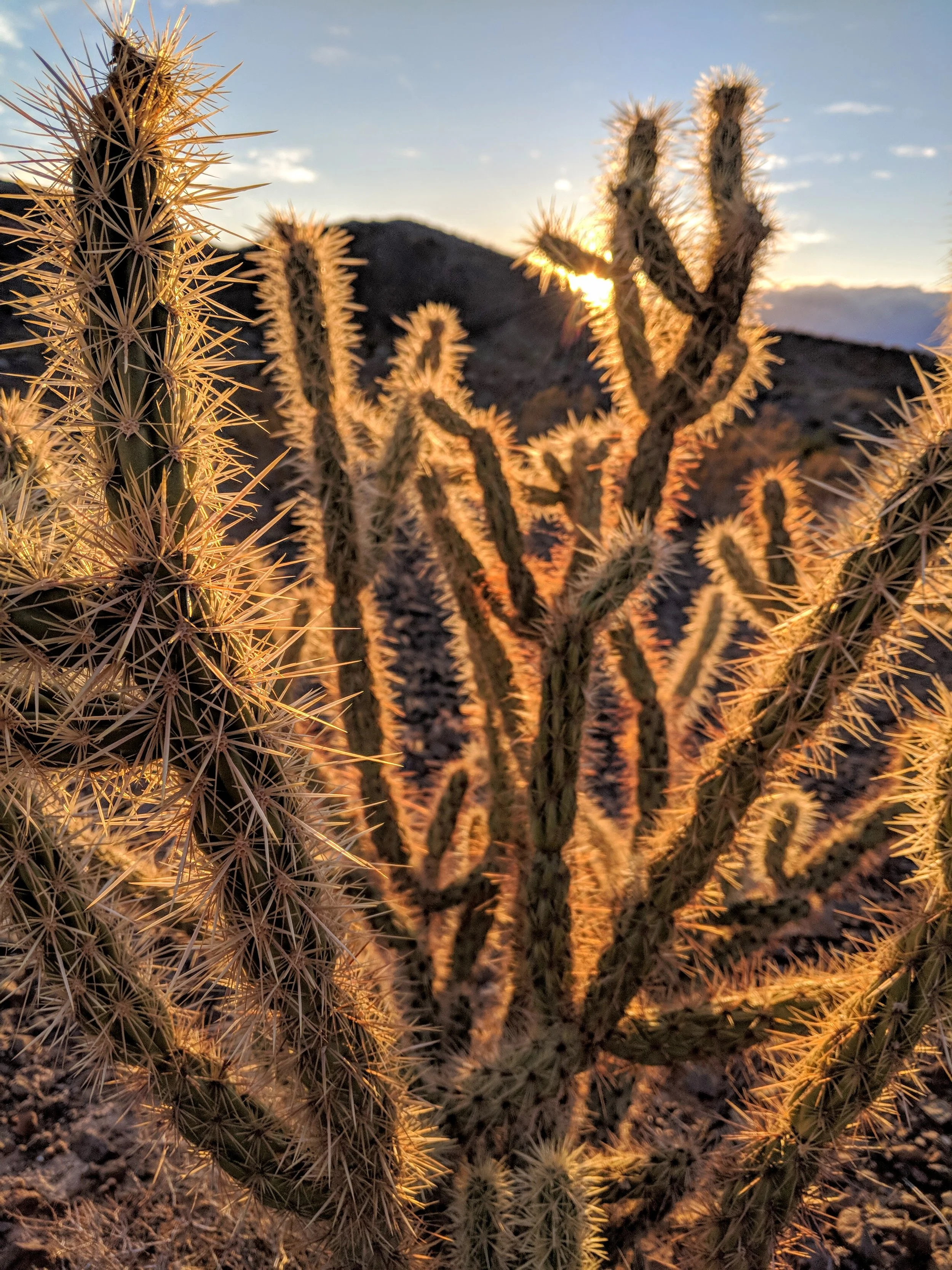 Desert Solitude - cactus - Geoff Rhodes (7).jpg