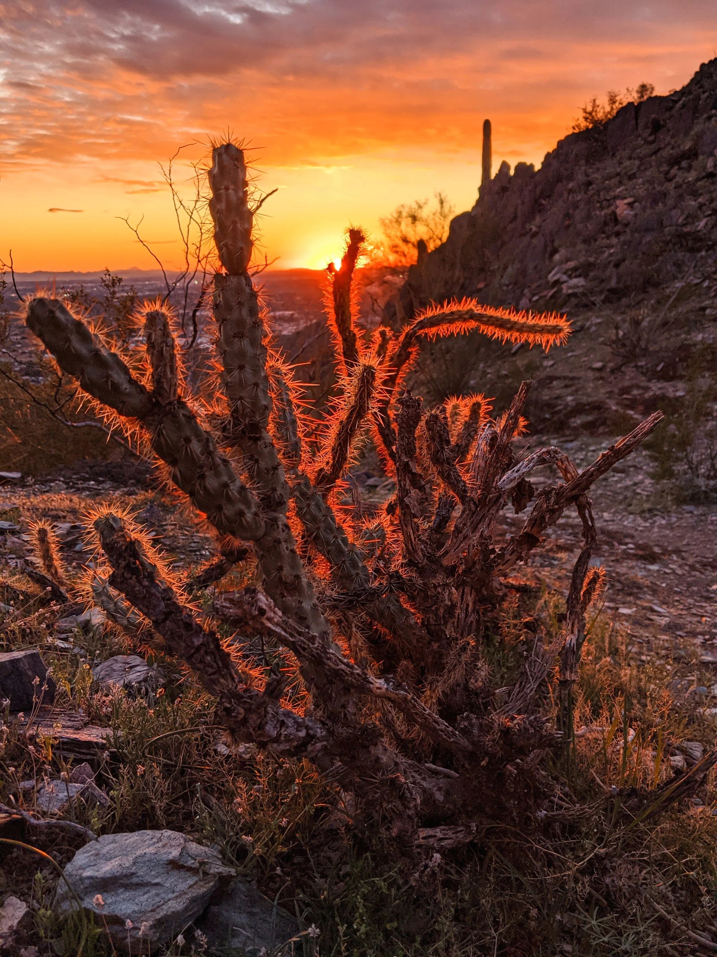 Desert Solitude - cactus - Geoff Rhodes (2).jpg