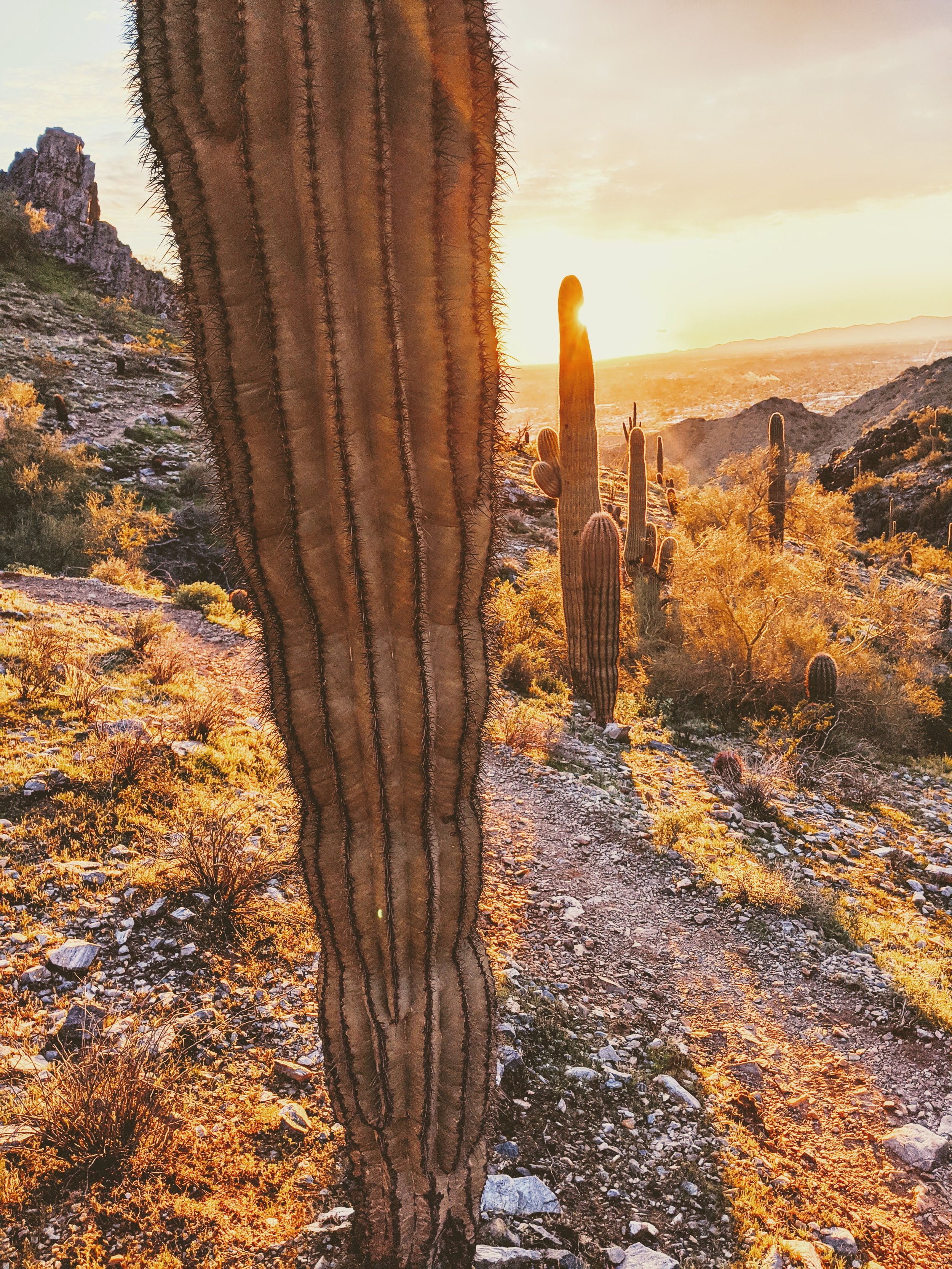 Desert Solitude - cactus - Geoff Rhodes (17).jpg