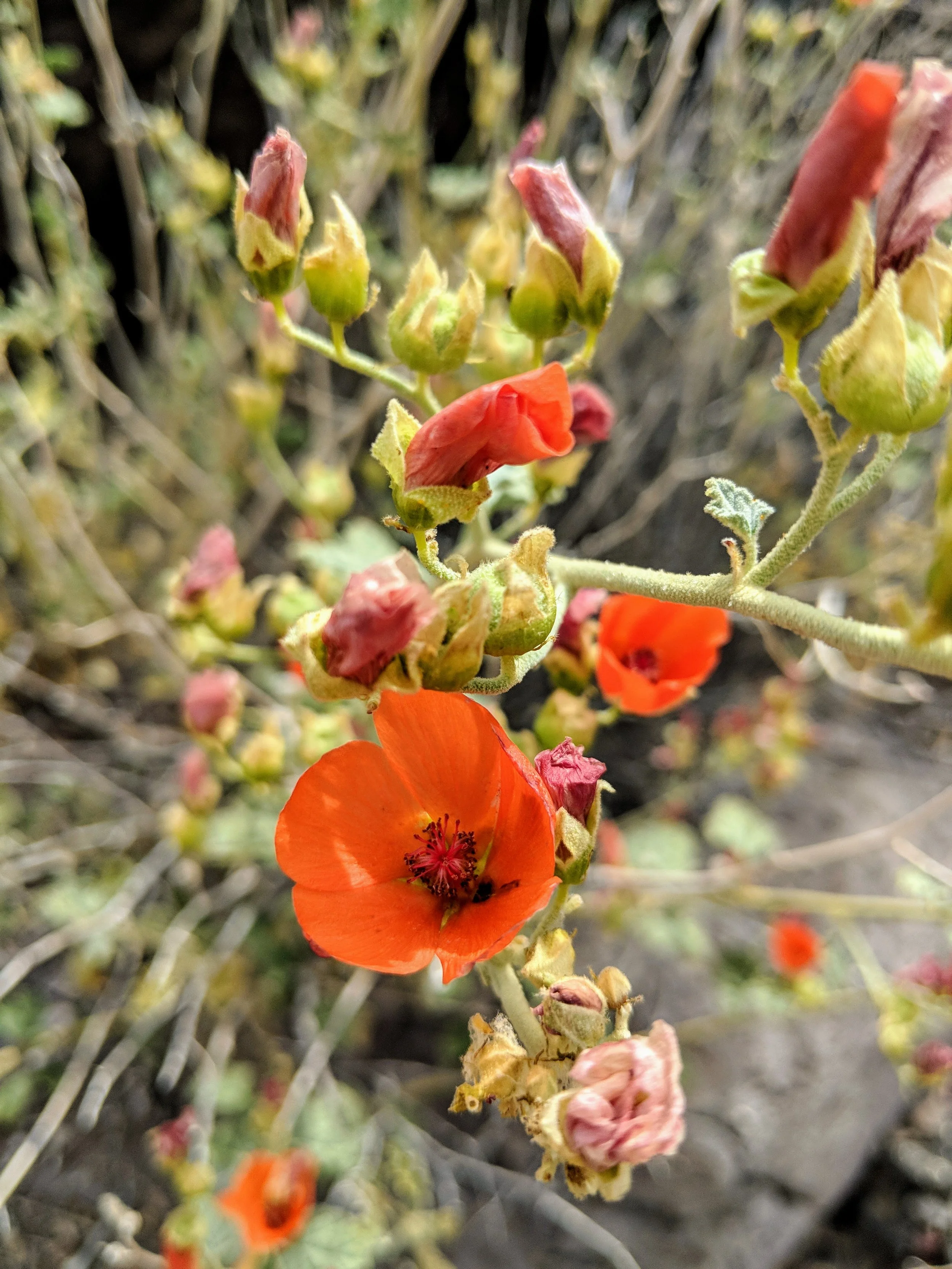 Desert Solitude - flowers - Geoff Rhodes (5).jpg
