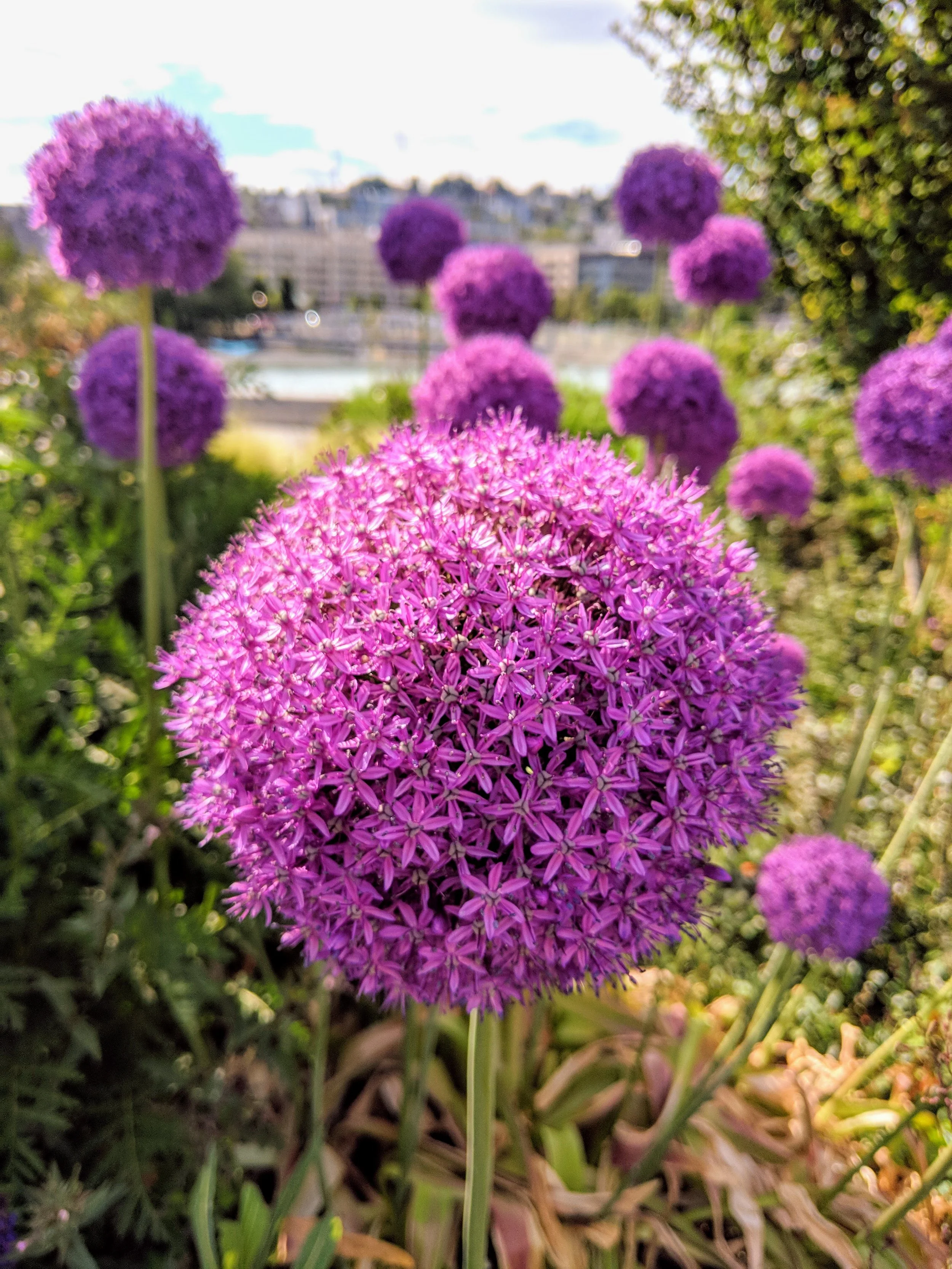 Flora - purple - Geoff Rhodes (8).jpg