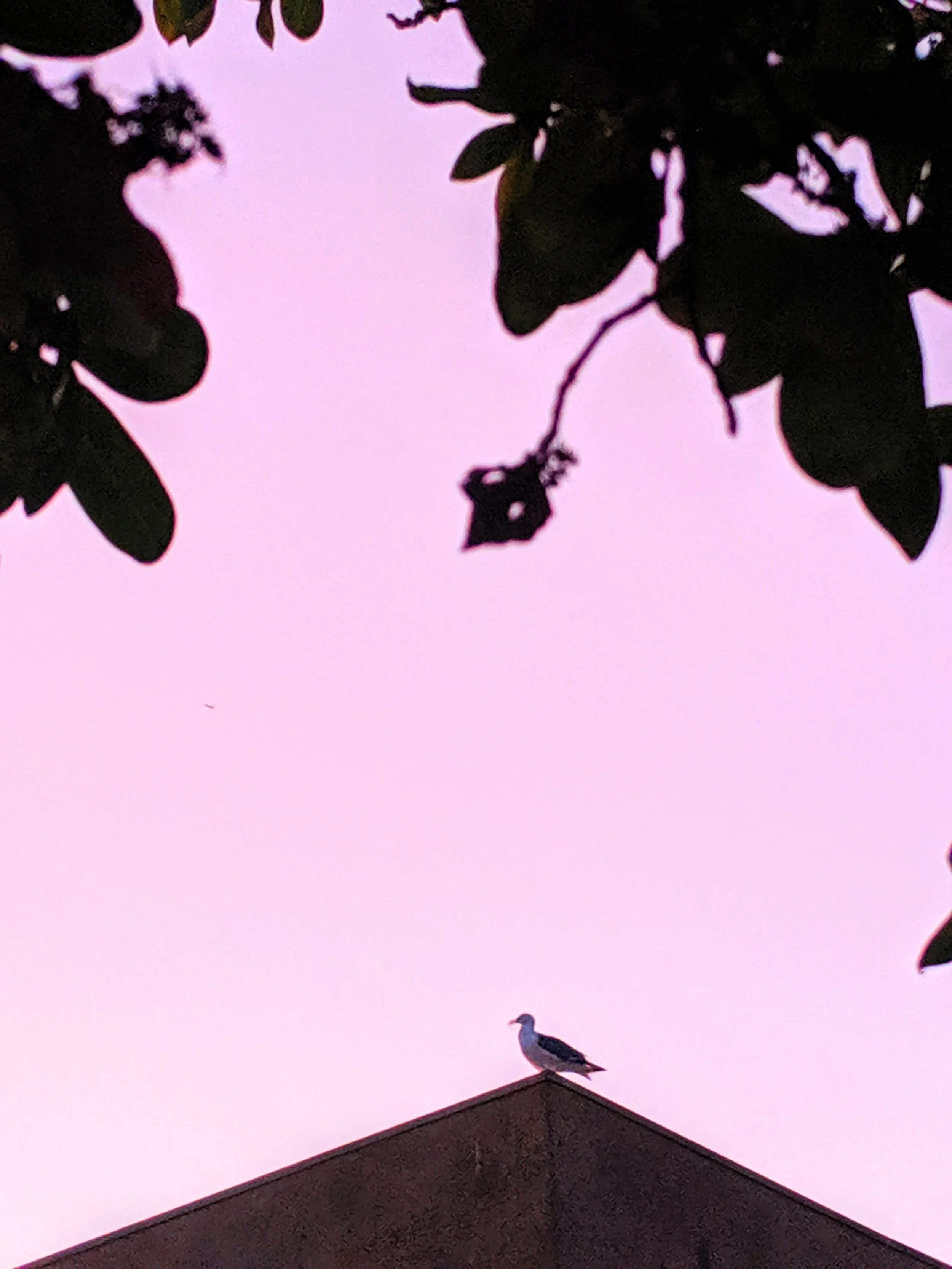 I Love your Silhouette - Geoff Rhodes (40).jpg