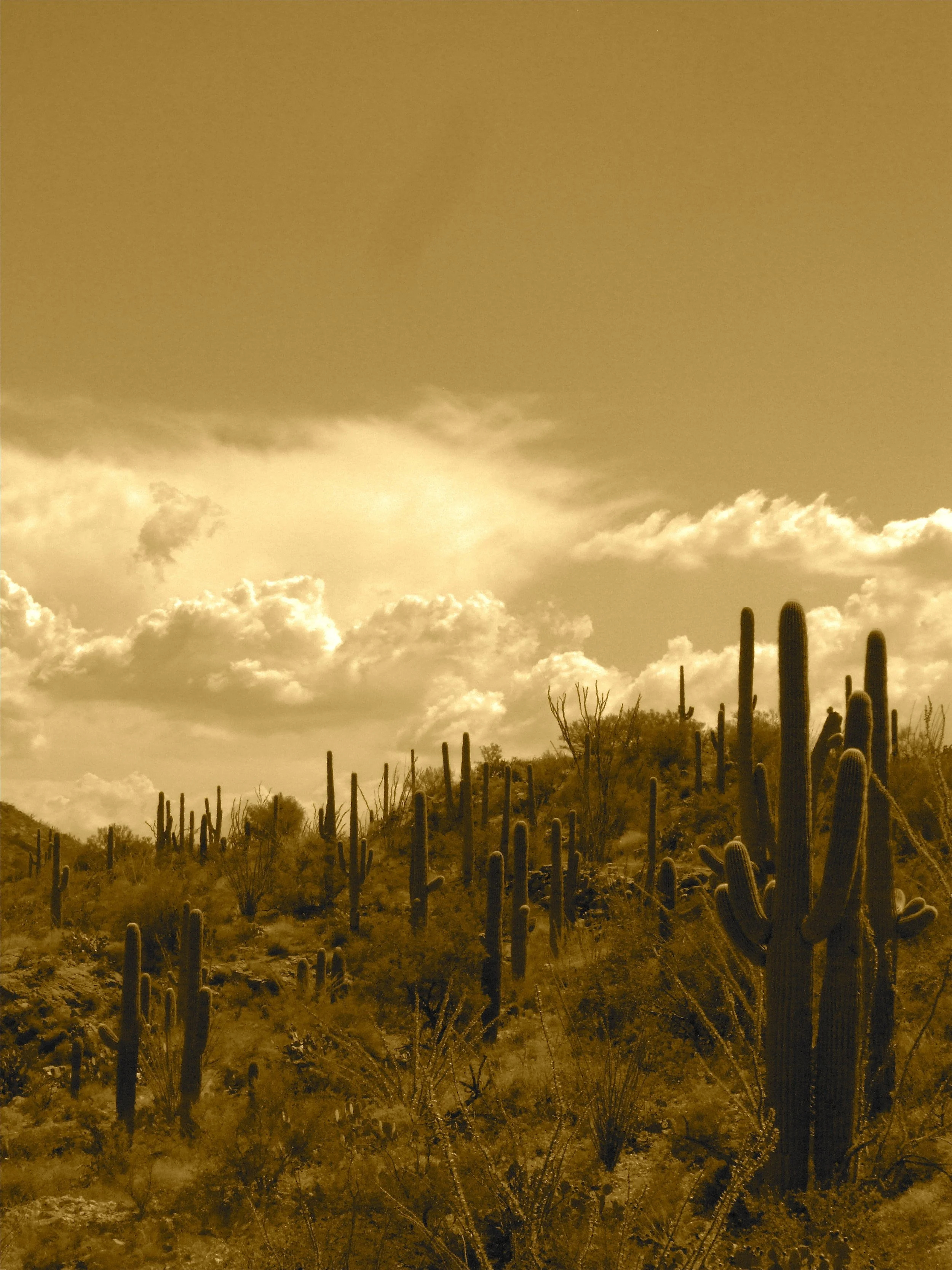 Desert Solitude - cactus - Geoff Rhodes (22).JPG