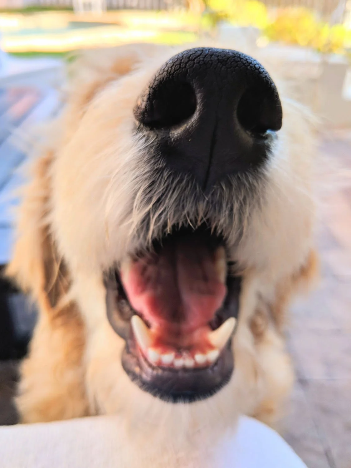 Fauna - Geoff Rhodes (3).jpg