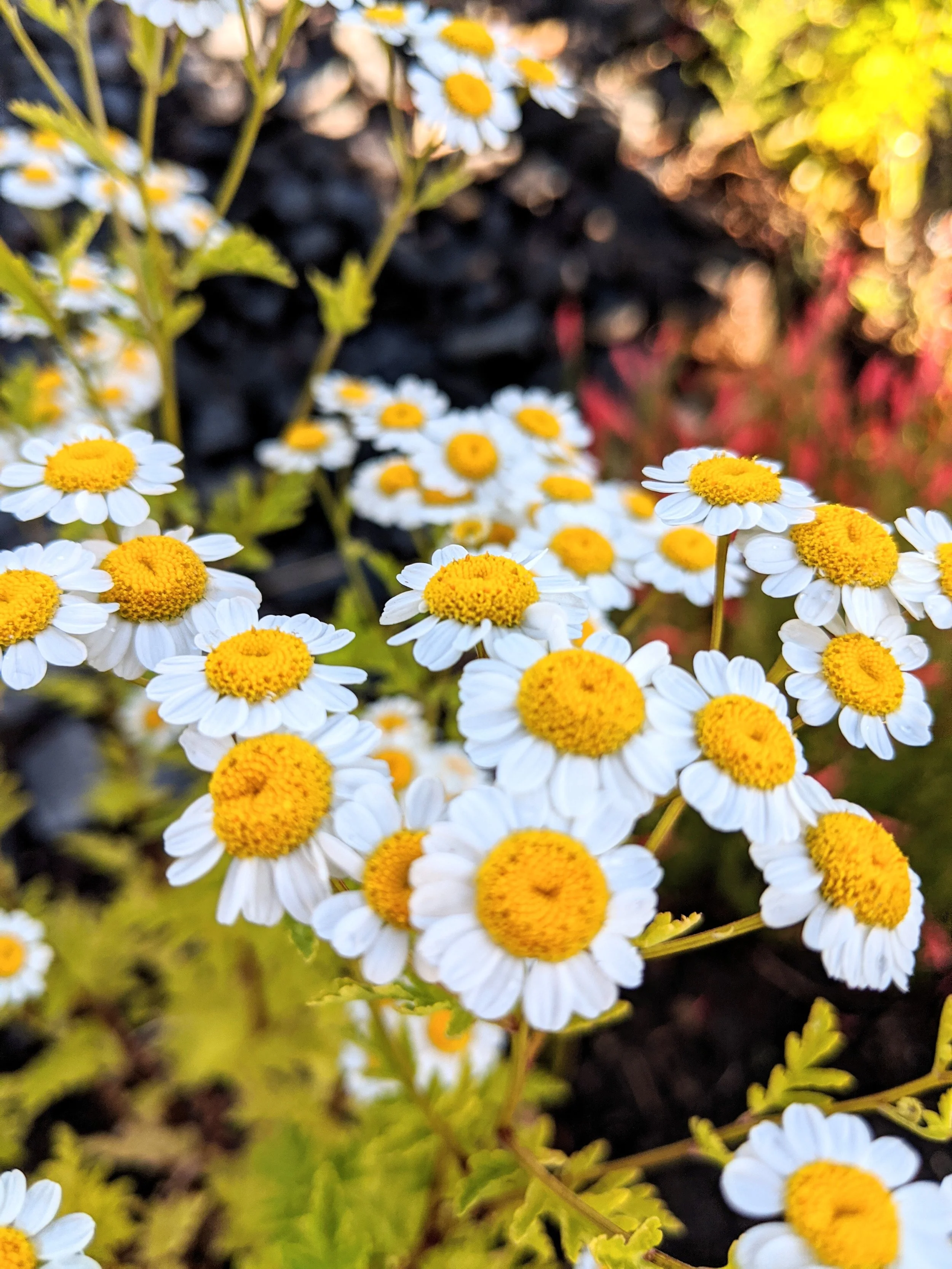 Flora - Yellow - Geoff Rhodes (2).jpg