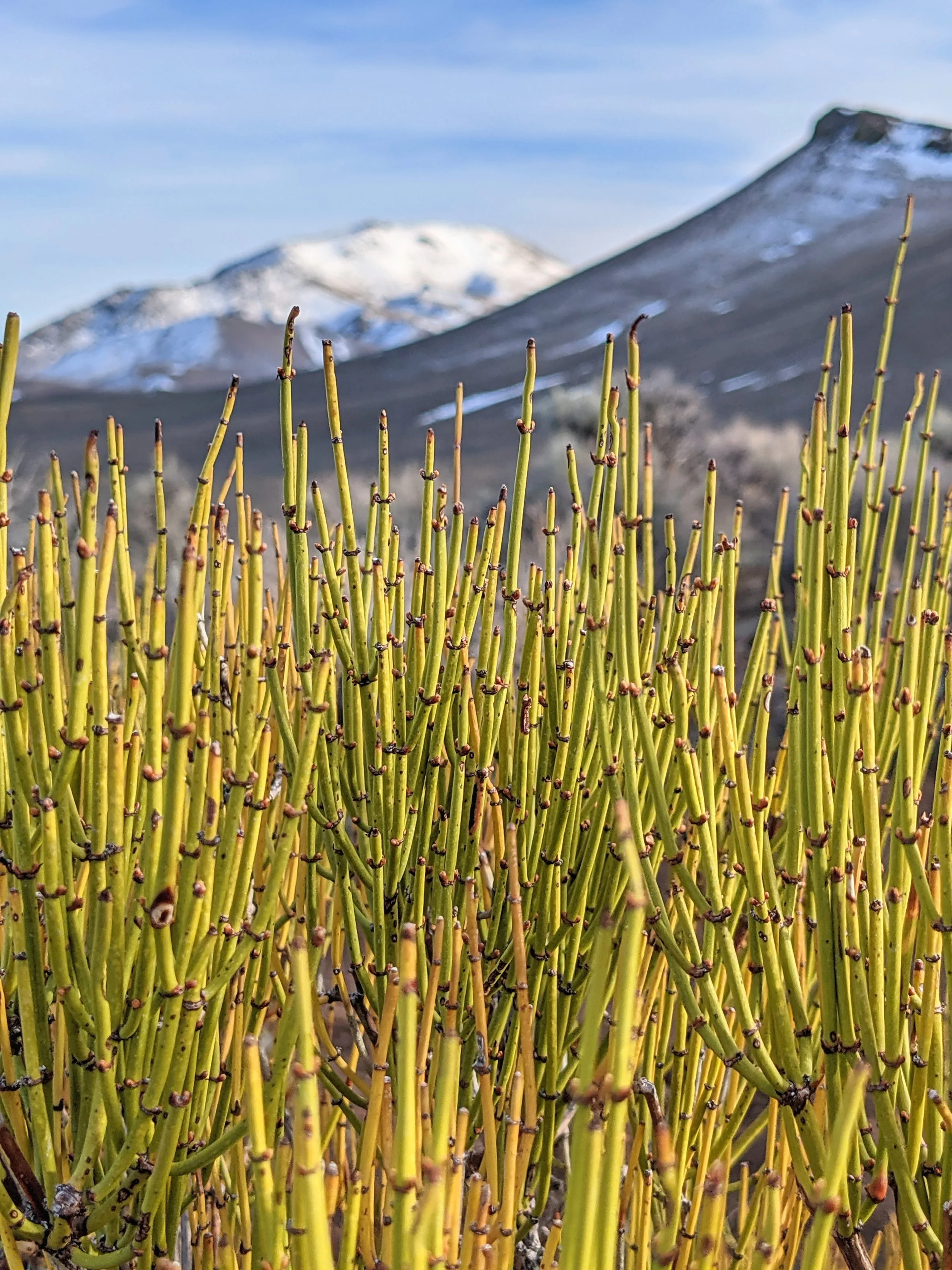 Desert Solitude - flowers - Geoff Rhodes (11).jpg
