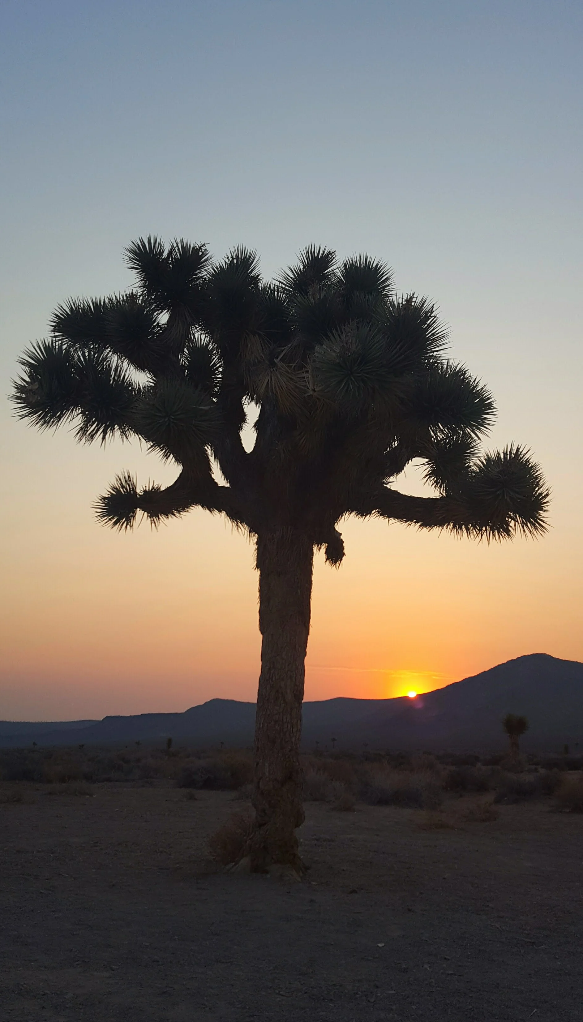 Desert Solitude - tree - Geoff Rhodes (7).jpg