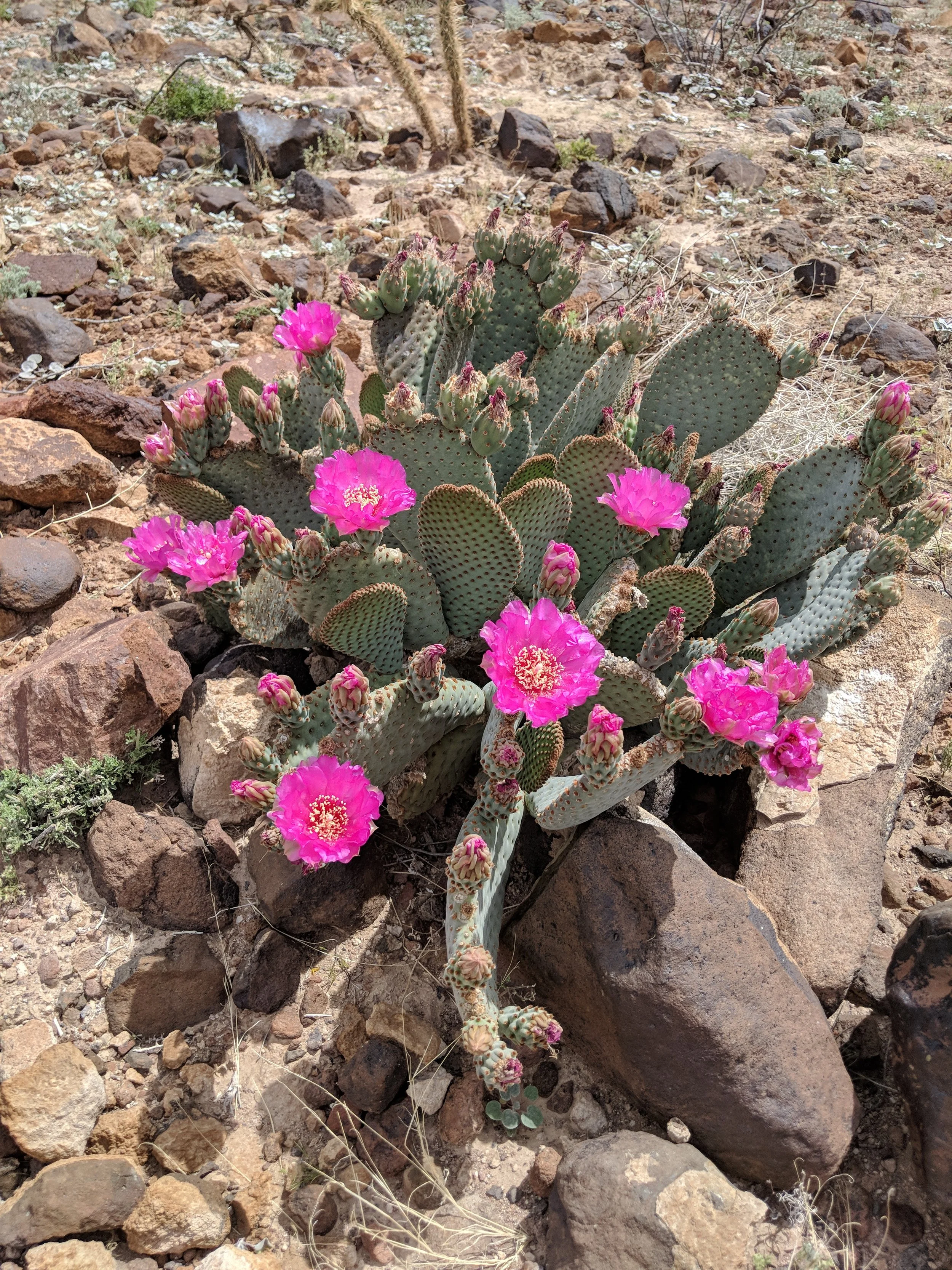 Flora - Pink - Geoff Rhodes (2).jpg