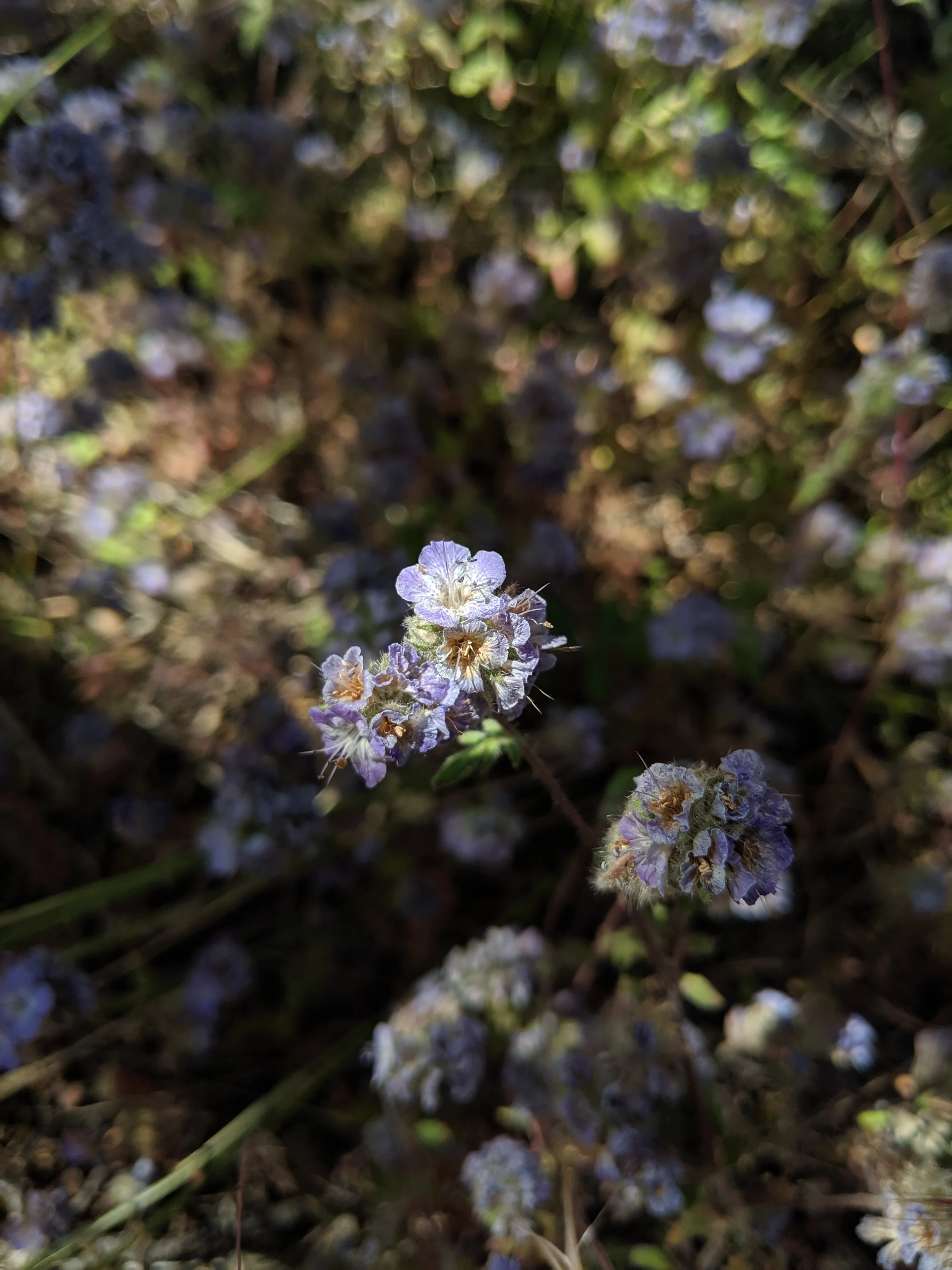 Desert Solitude - flowers - Geoff Rhodes (10).jpg