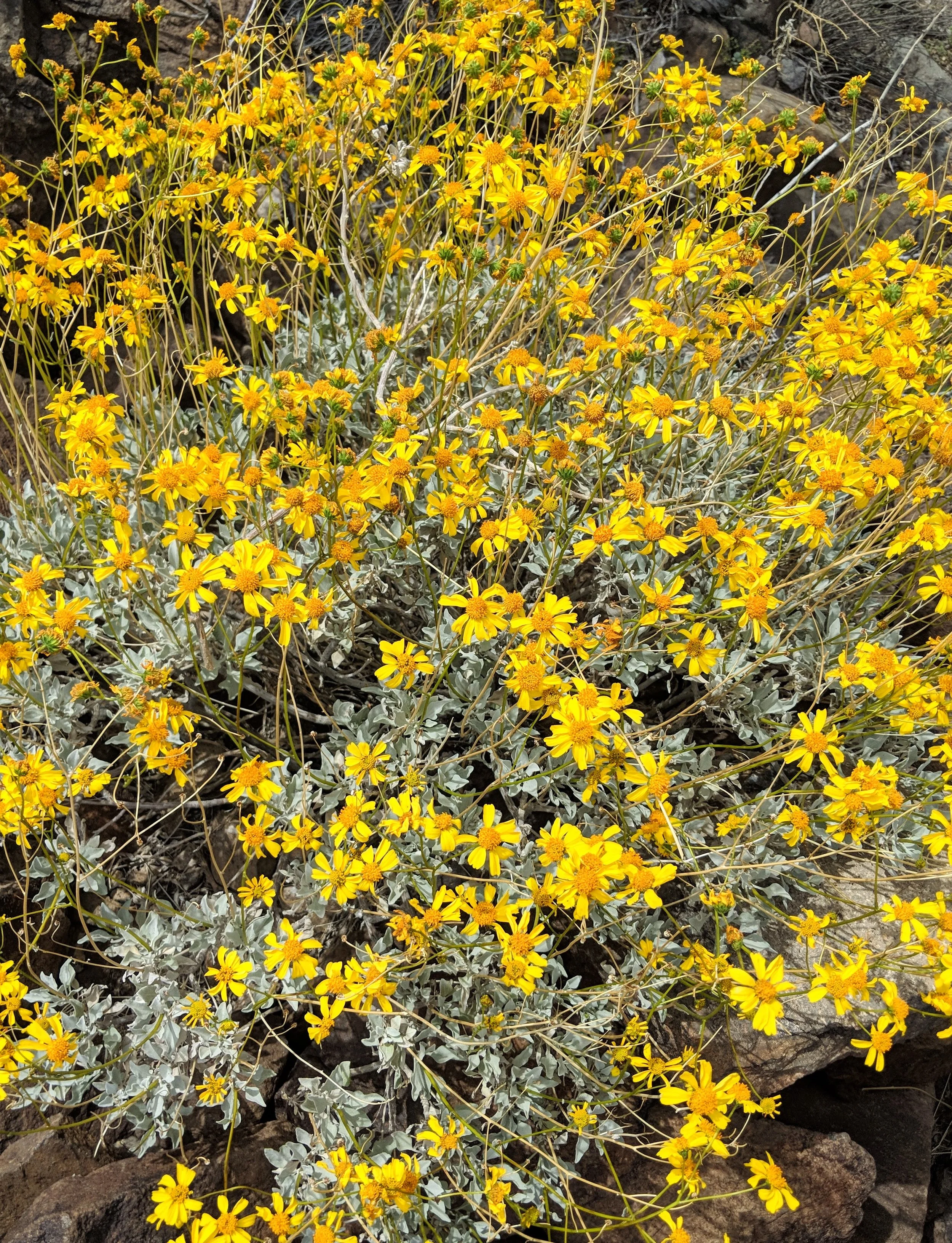 Desert Solitude - flowers - Geoff Rhodes (6).jpg