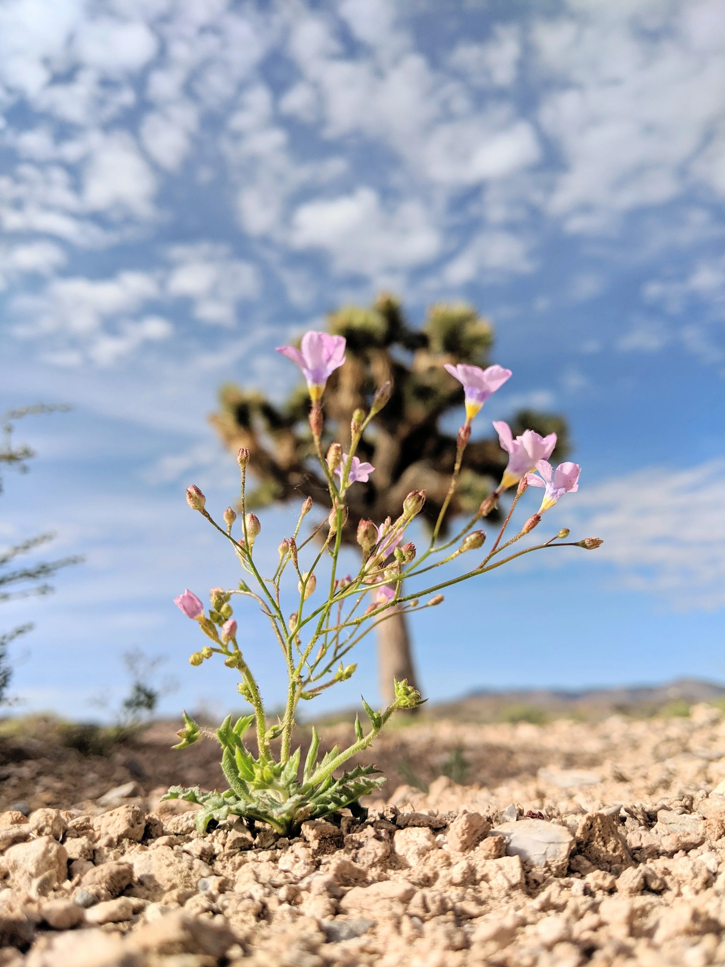 Desert Solitude - flowers - Geoff Rhodes (9).jpg