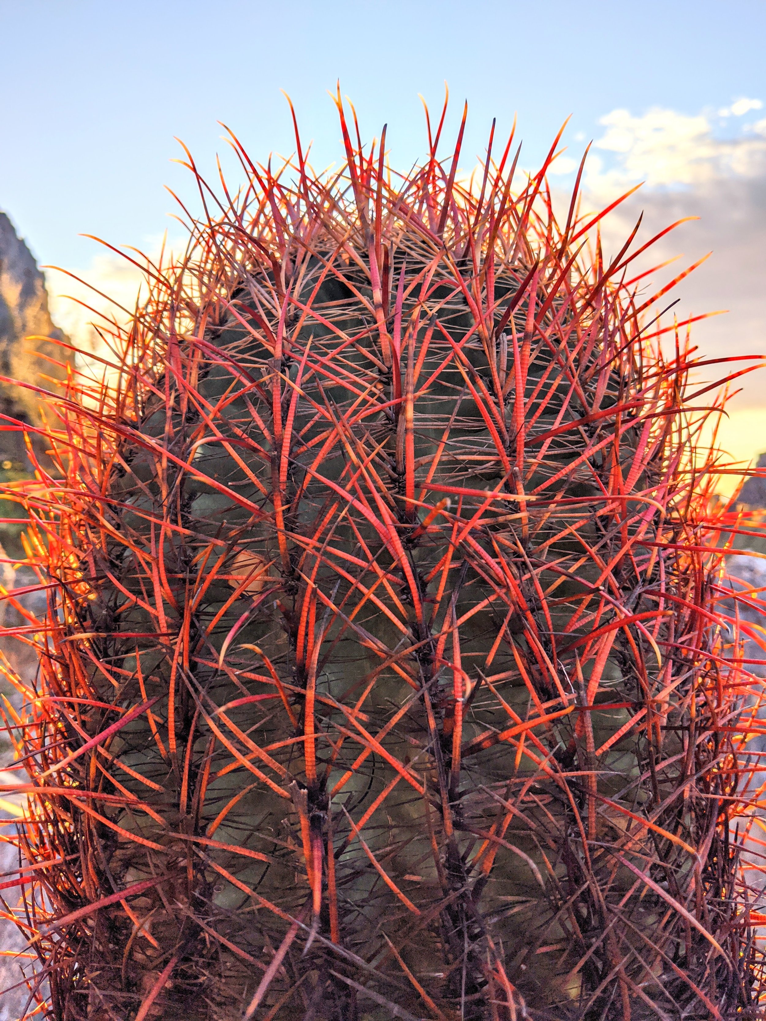 Desert Solitude - cactus - Geoff Rhodes (27).jpg