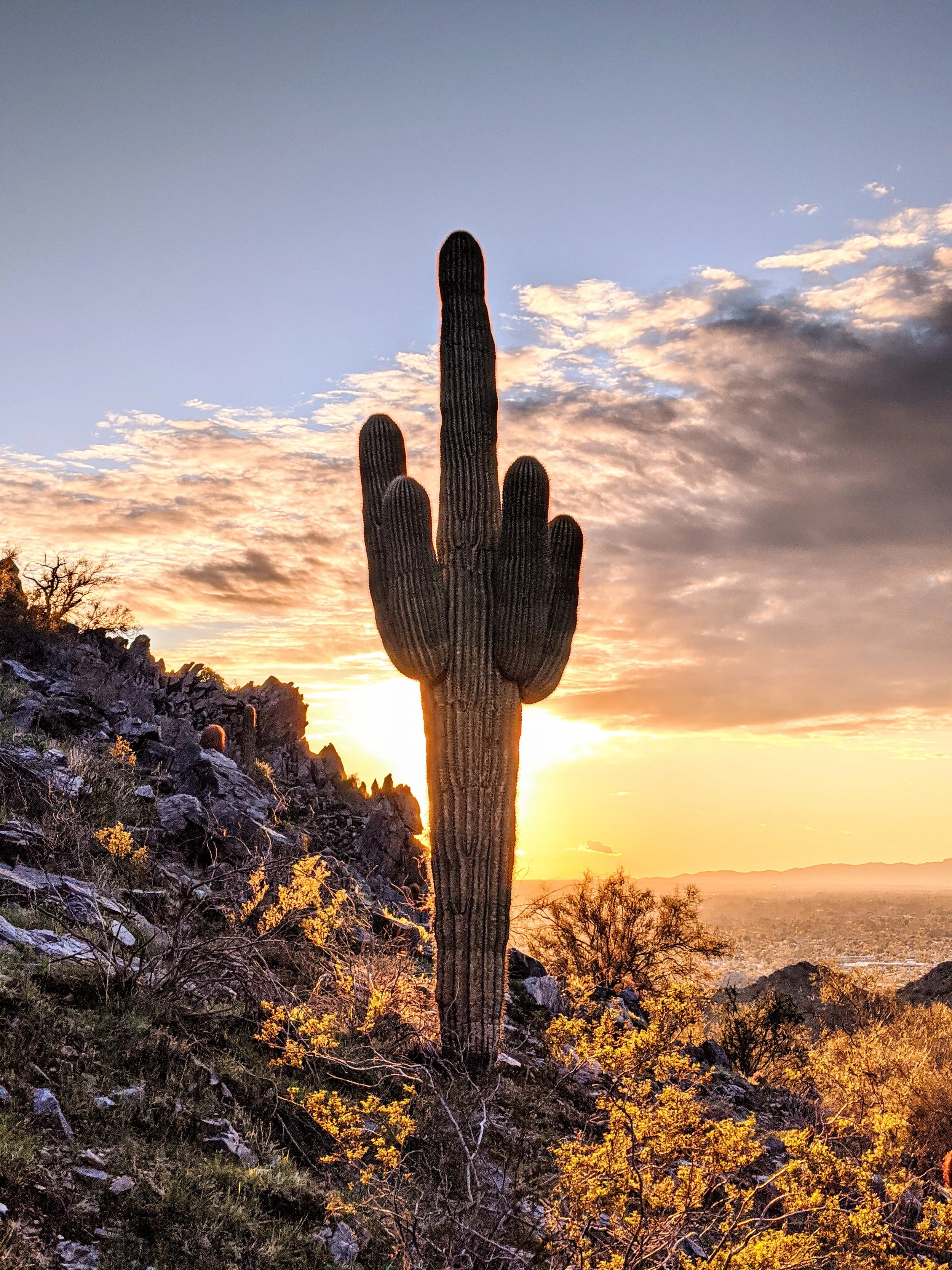 Desert Solitude - cactus - Geoff Rhodes (16).jpg