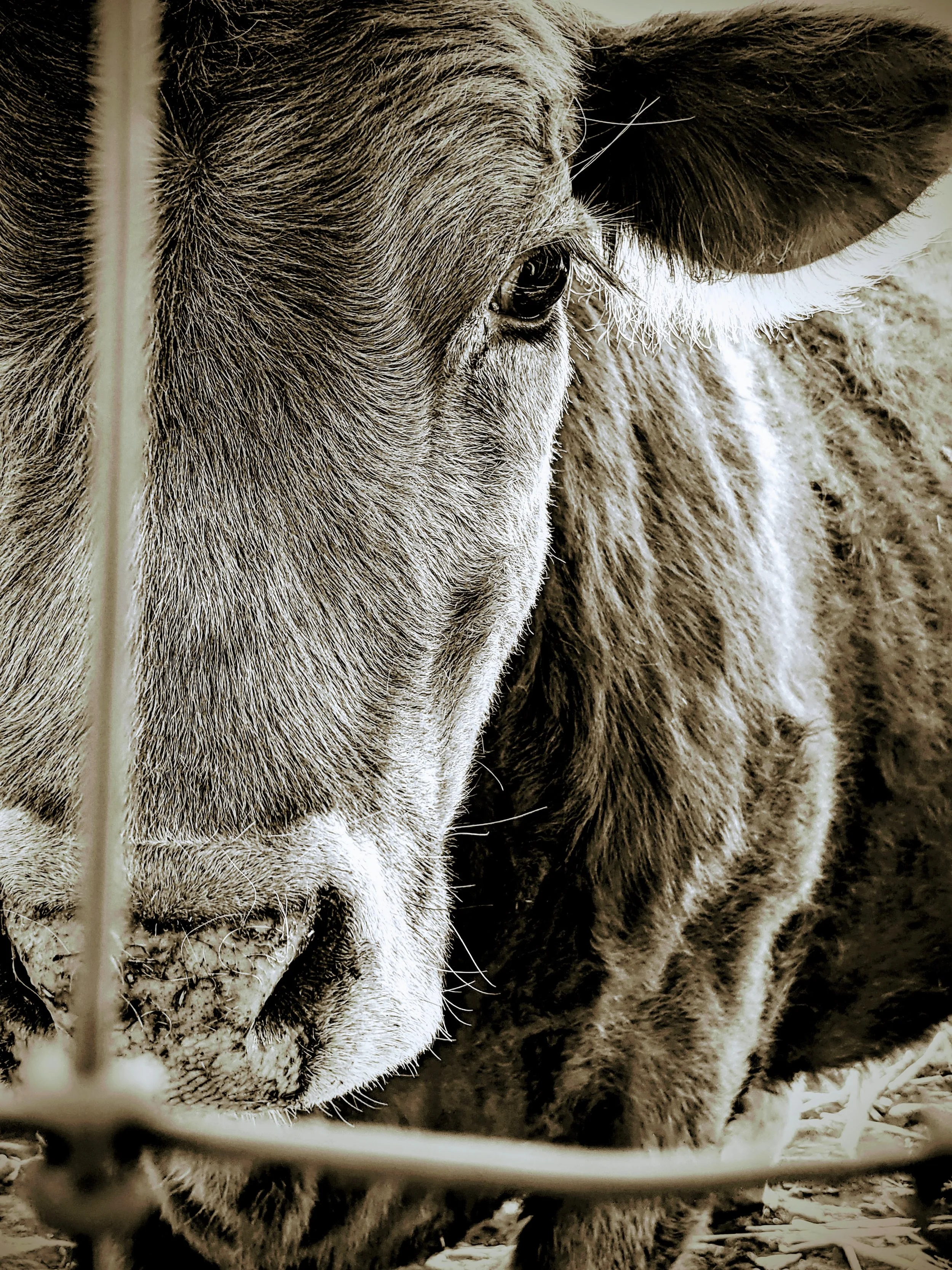 Fauna - Geoff Rhodes (4).jpg