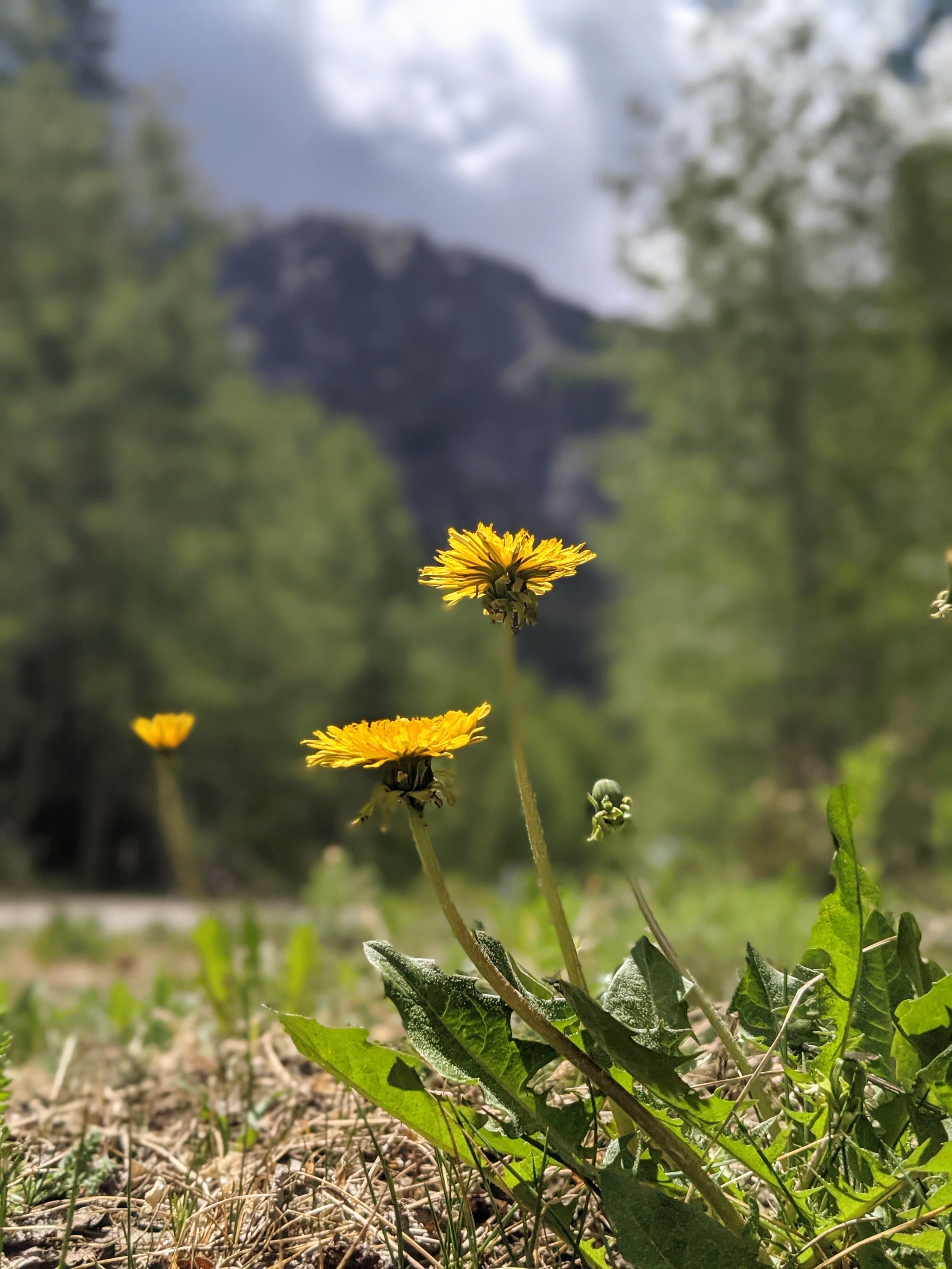 Flora - Yellow - Geoff Rhodes (4).jpg