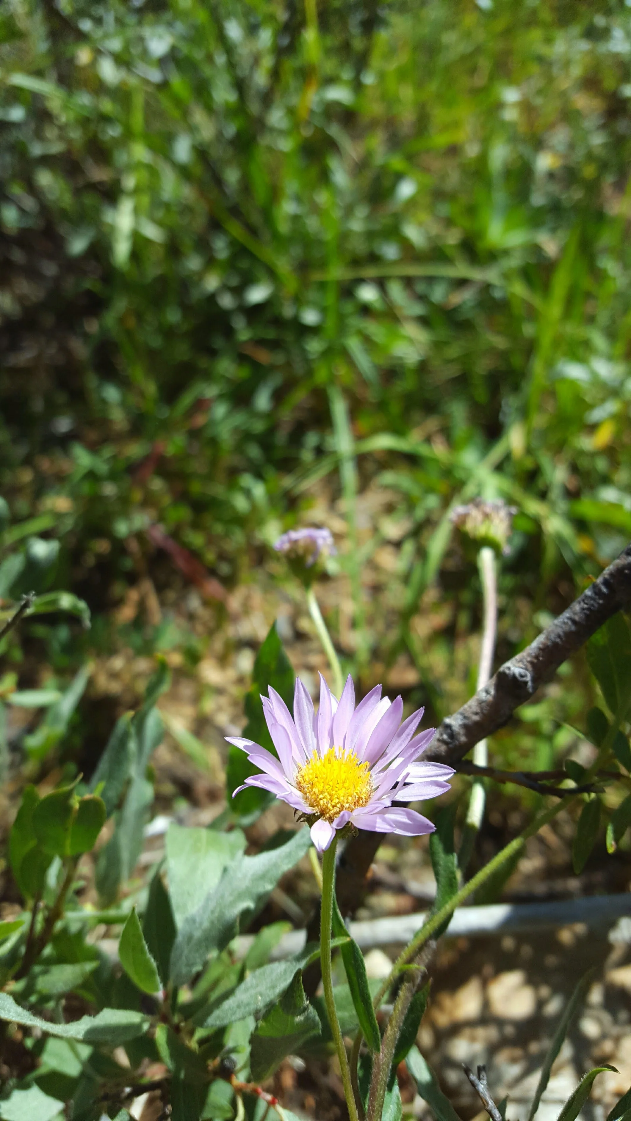 Flora - purple - Geoff Rhodes (3).jpg