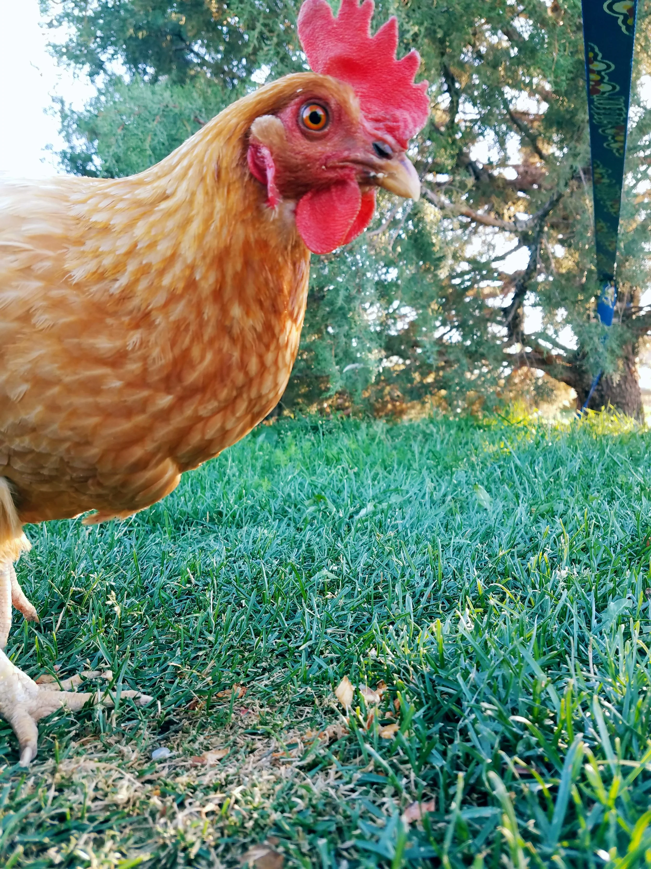 Fauna - Geoff Rhodes (16).jpg