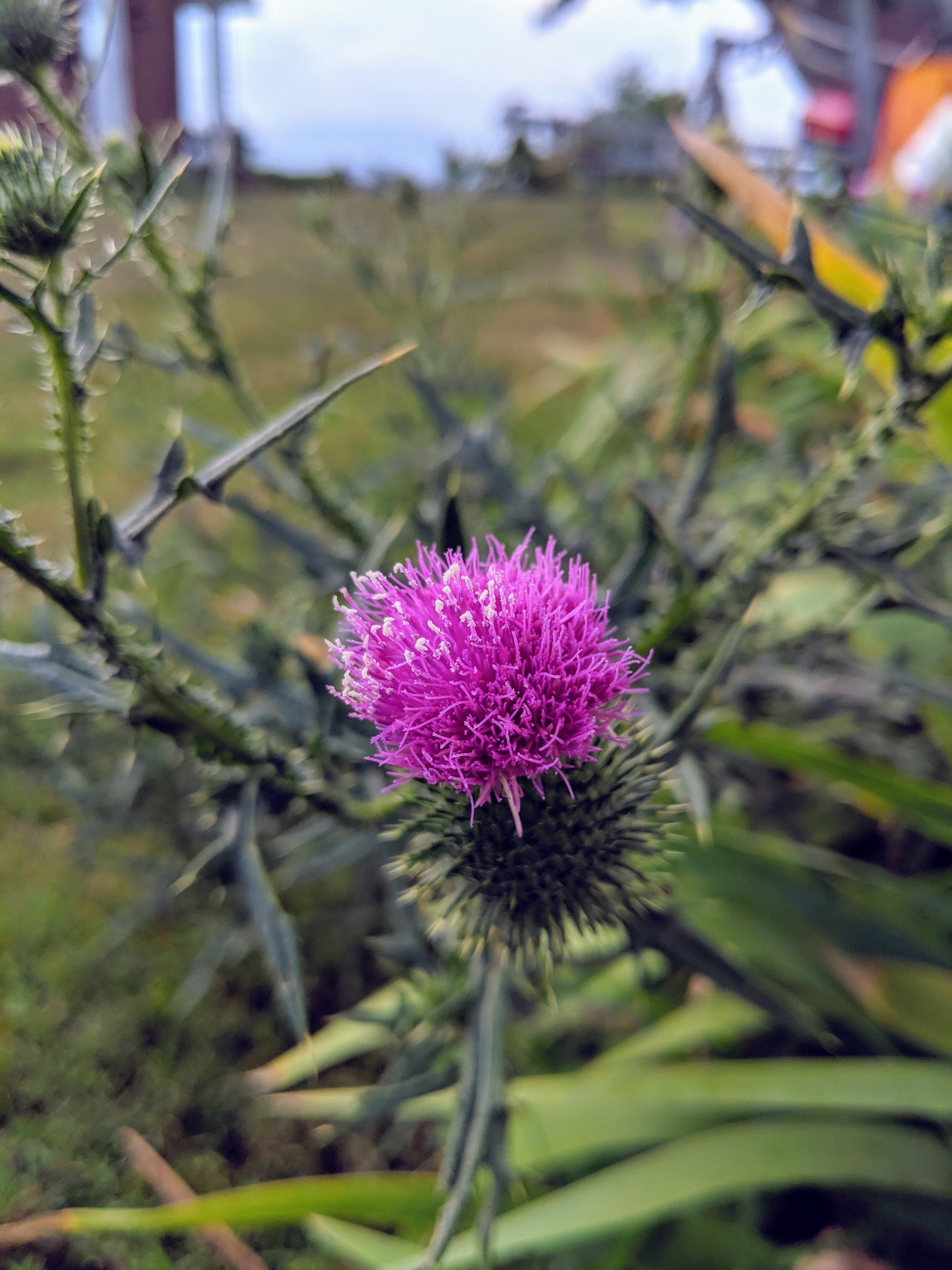 Flora - purple - Geoff Rhodes (13).jpg