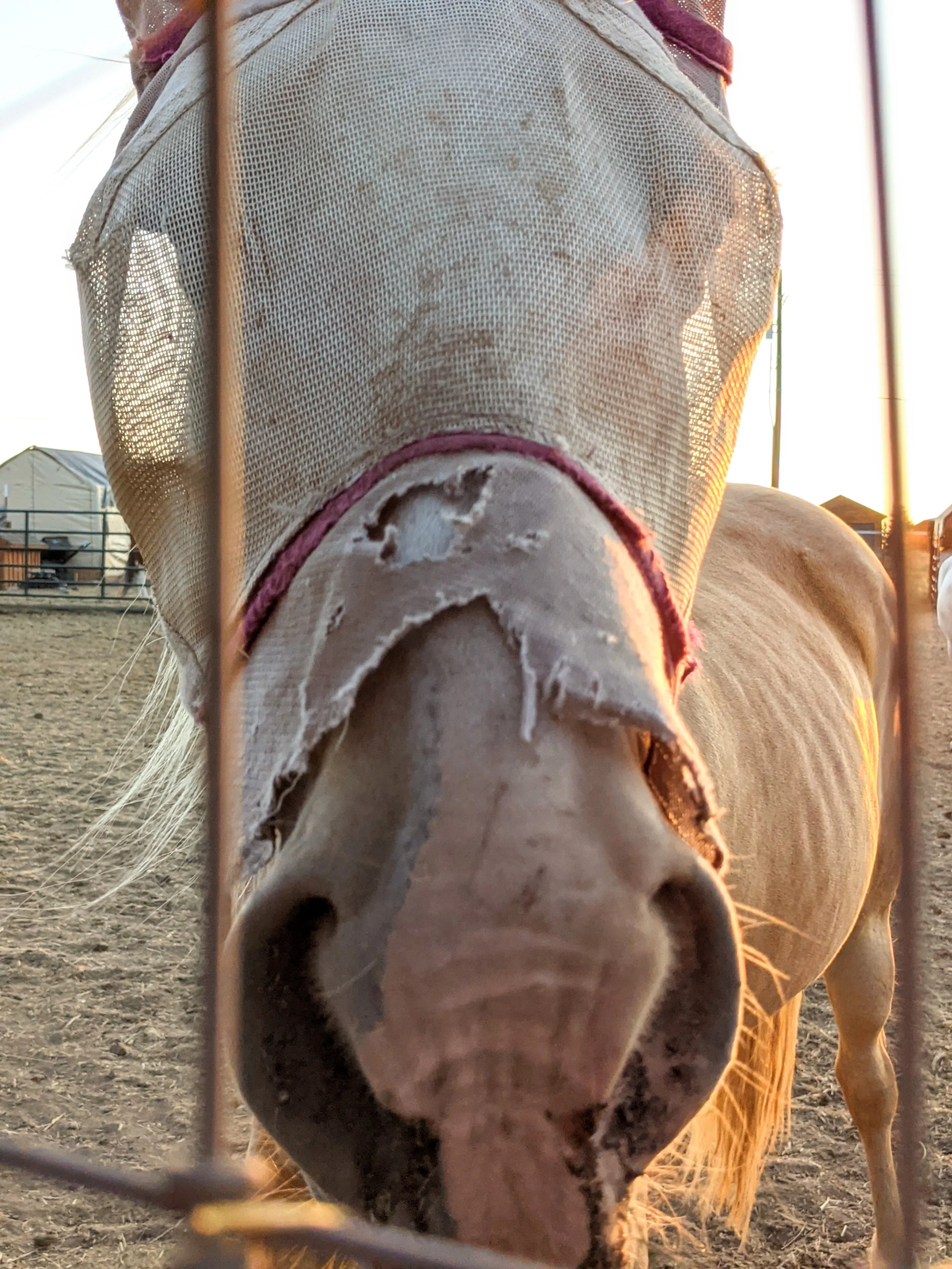 Fauna - Geoff Rhodes (13).jpg