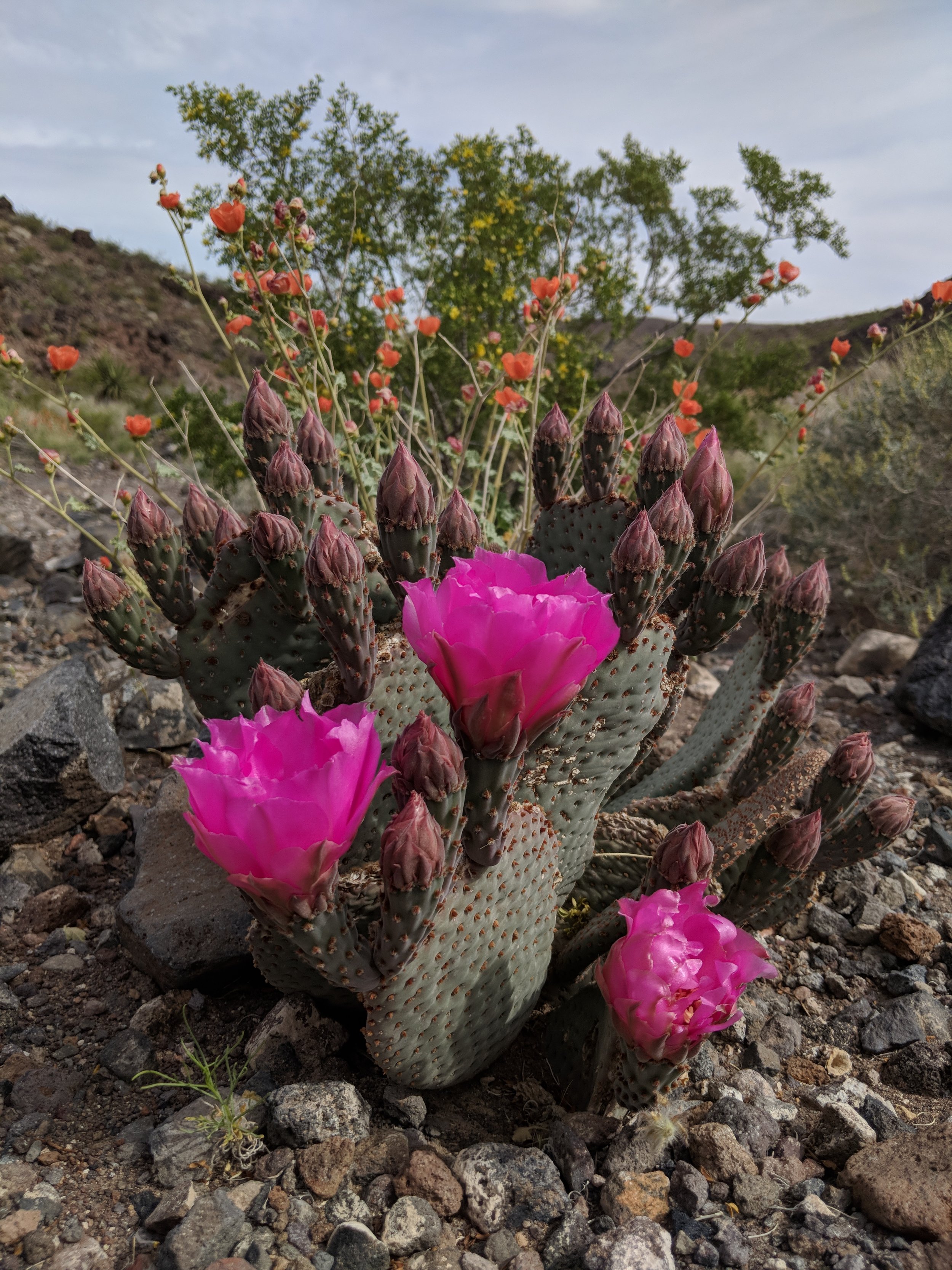Desert Solitude - cactus - Geoff Rhodes (1).jpg