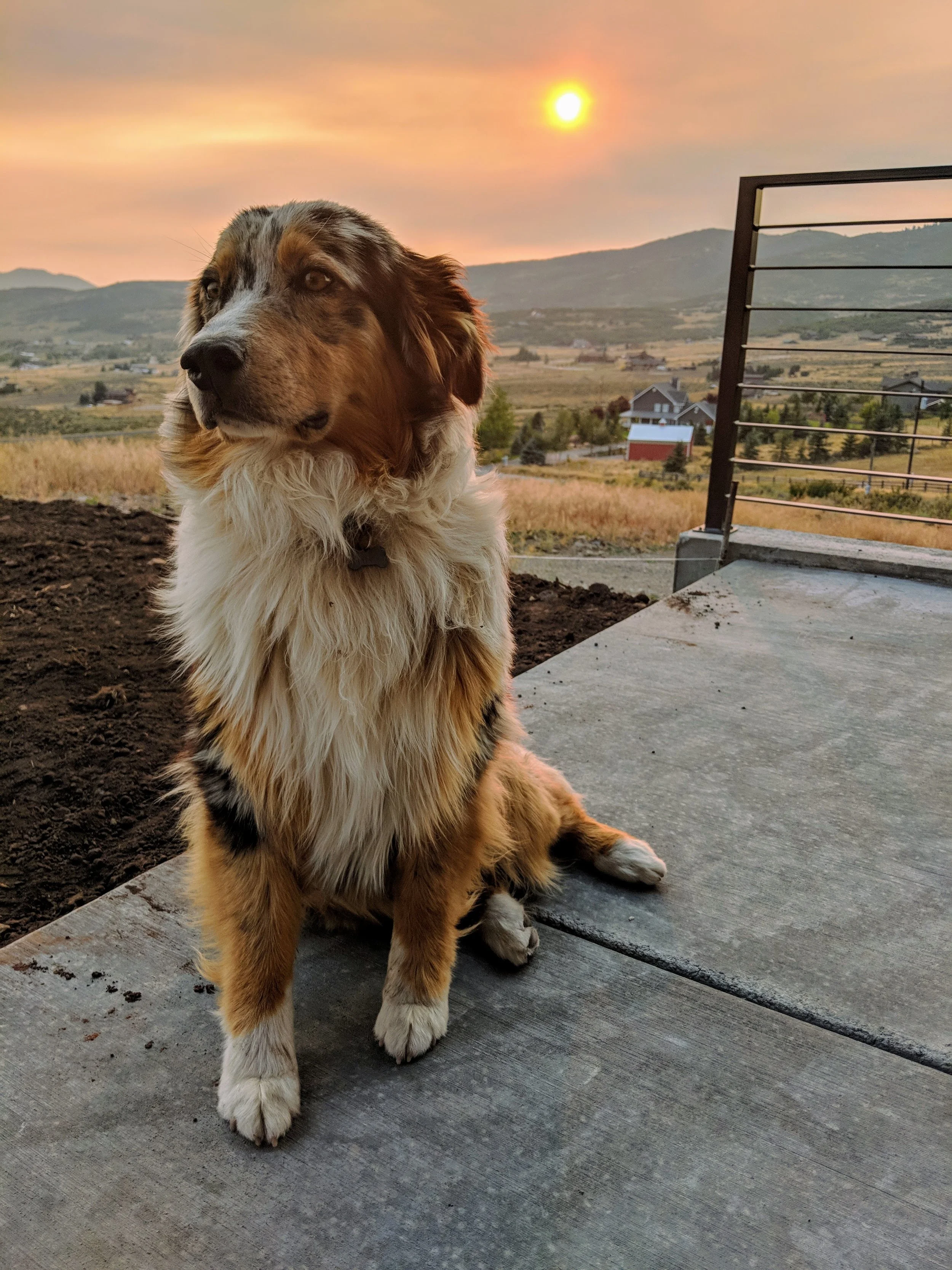 Fauna - Geoff Rhodes (6).jpg