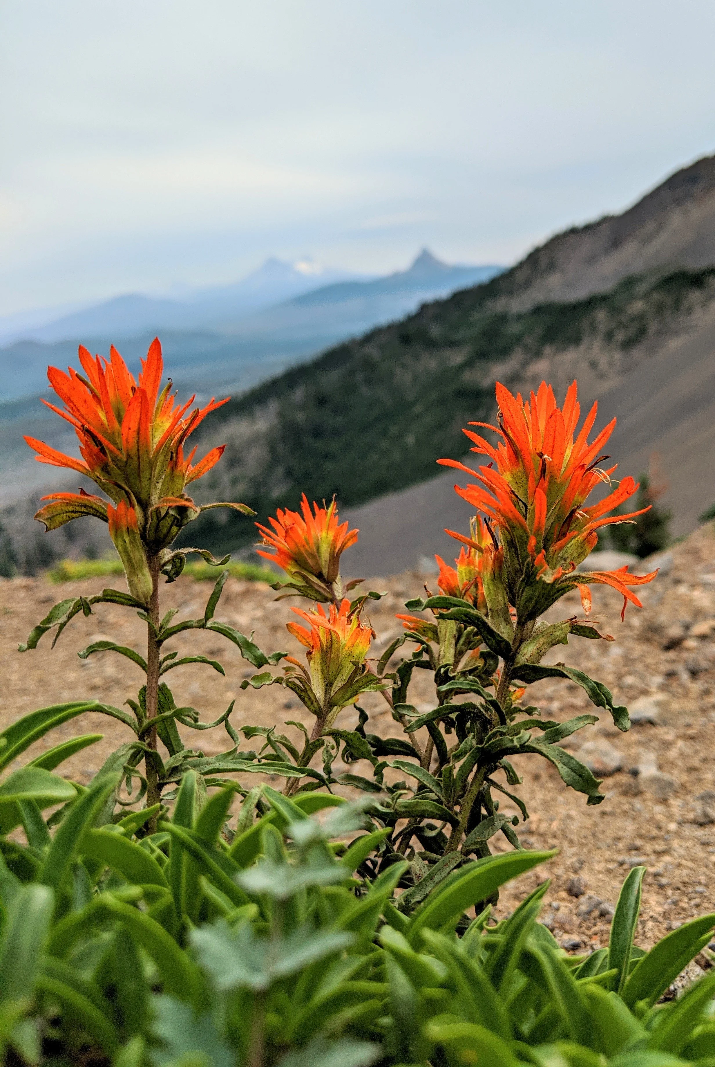 Flora - orange - Geoff Rhodes (2).jpg