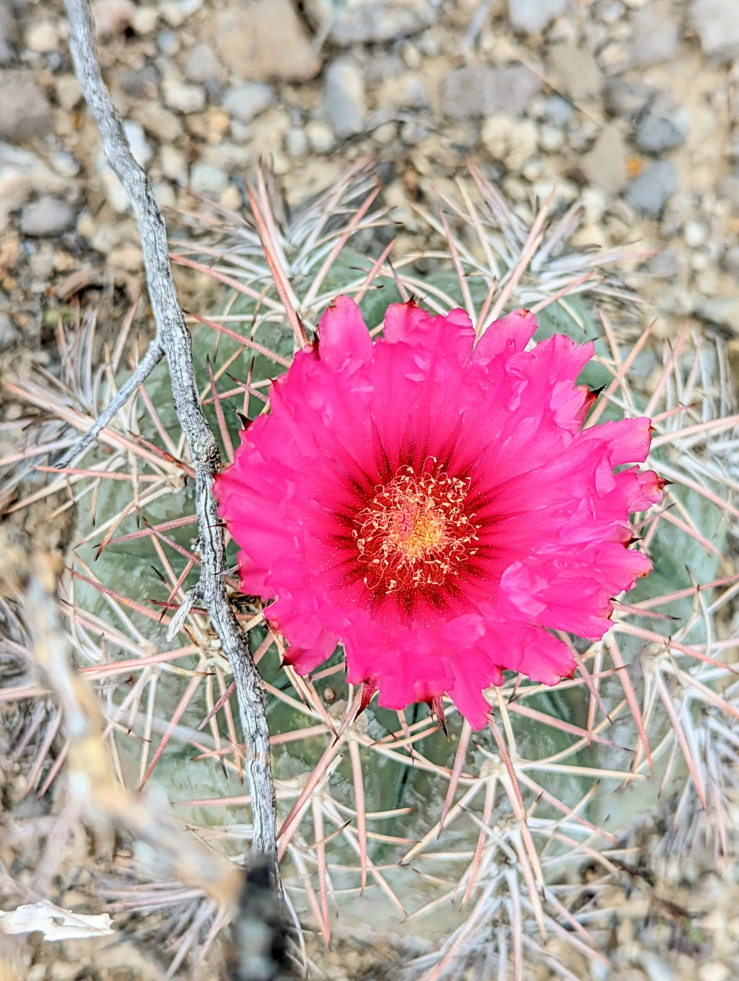 Desert Solitude - cactus - Geoff Rhodes (12).jpg