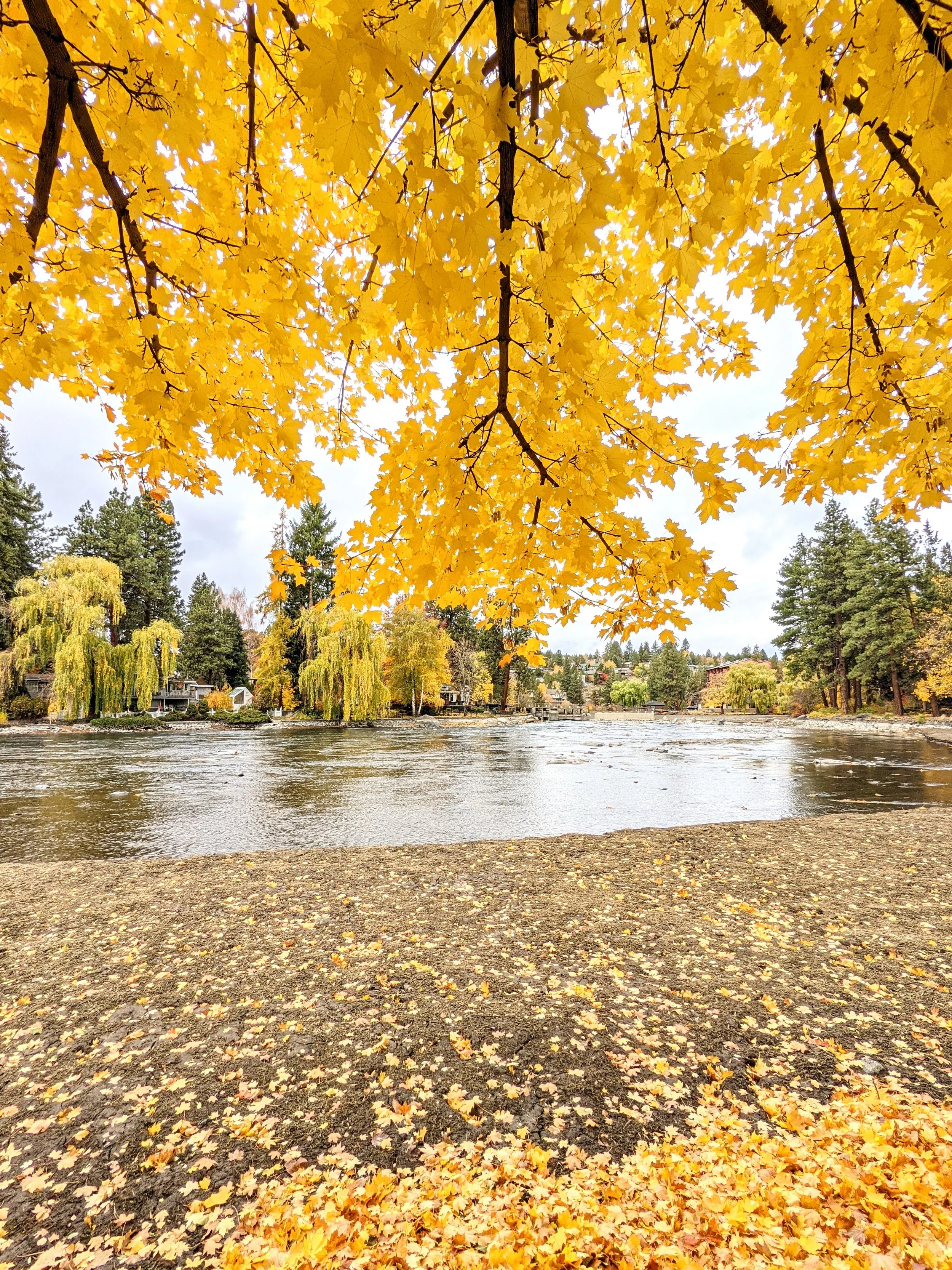 Flora - Yellow - Geoff Rhodes (3).jpg