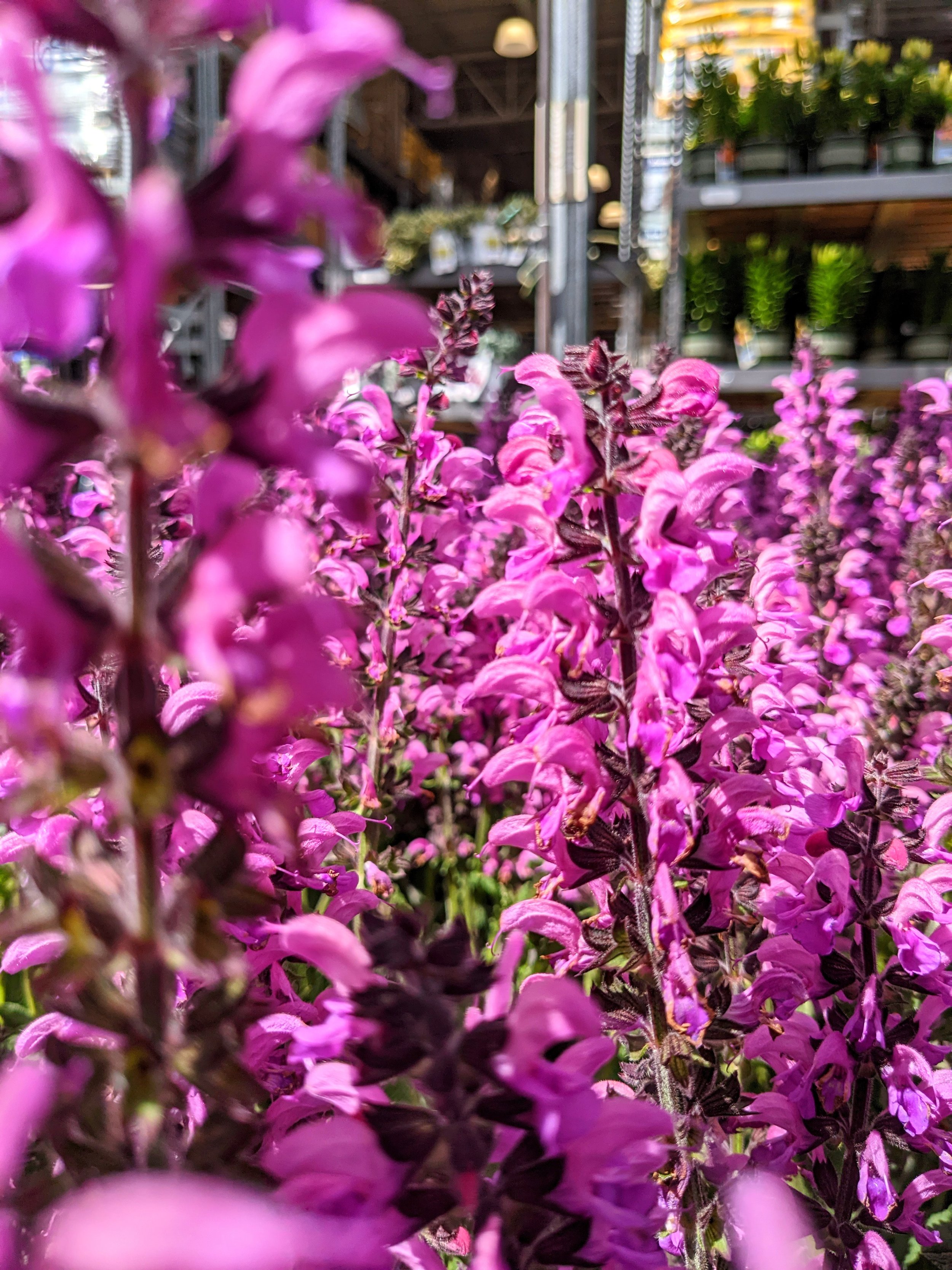 Flora - Pink - Geoff Rhodes (6).jpg