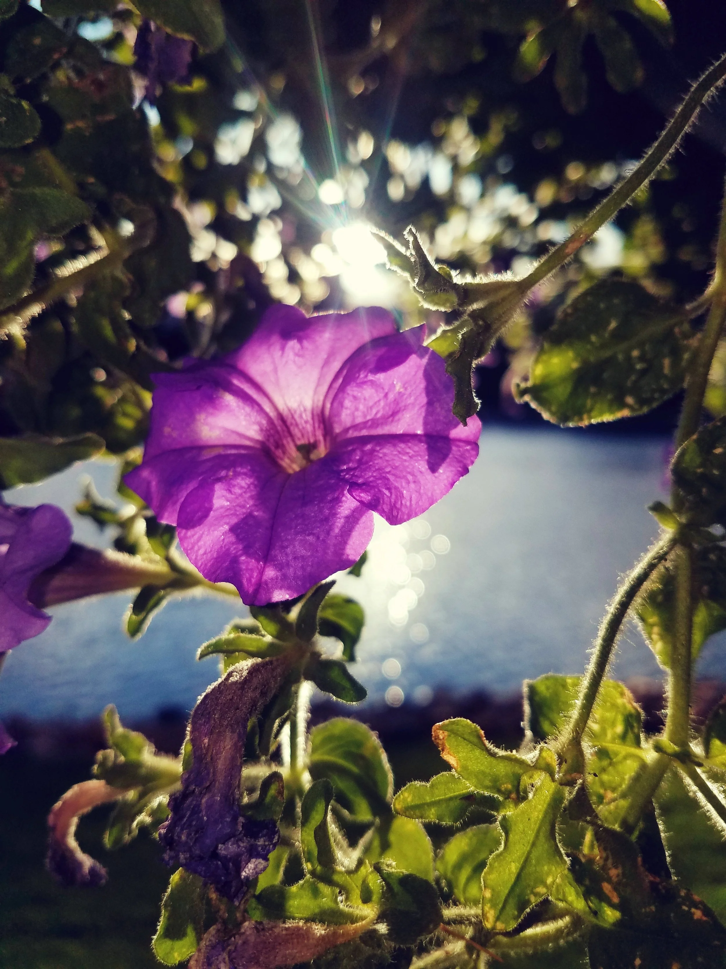 Flora - purple - Geoff Rhodes (6).jpg