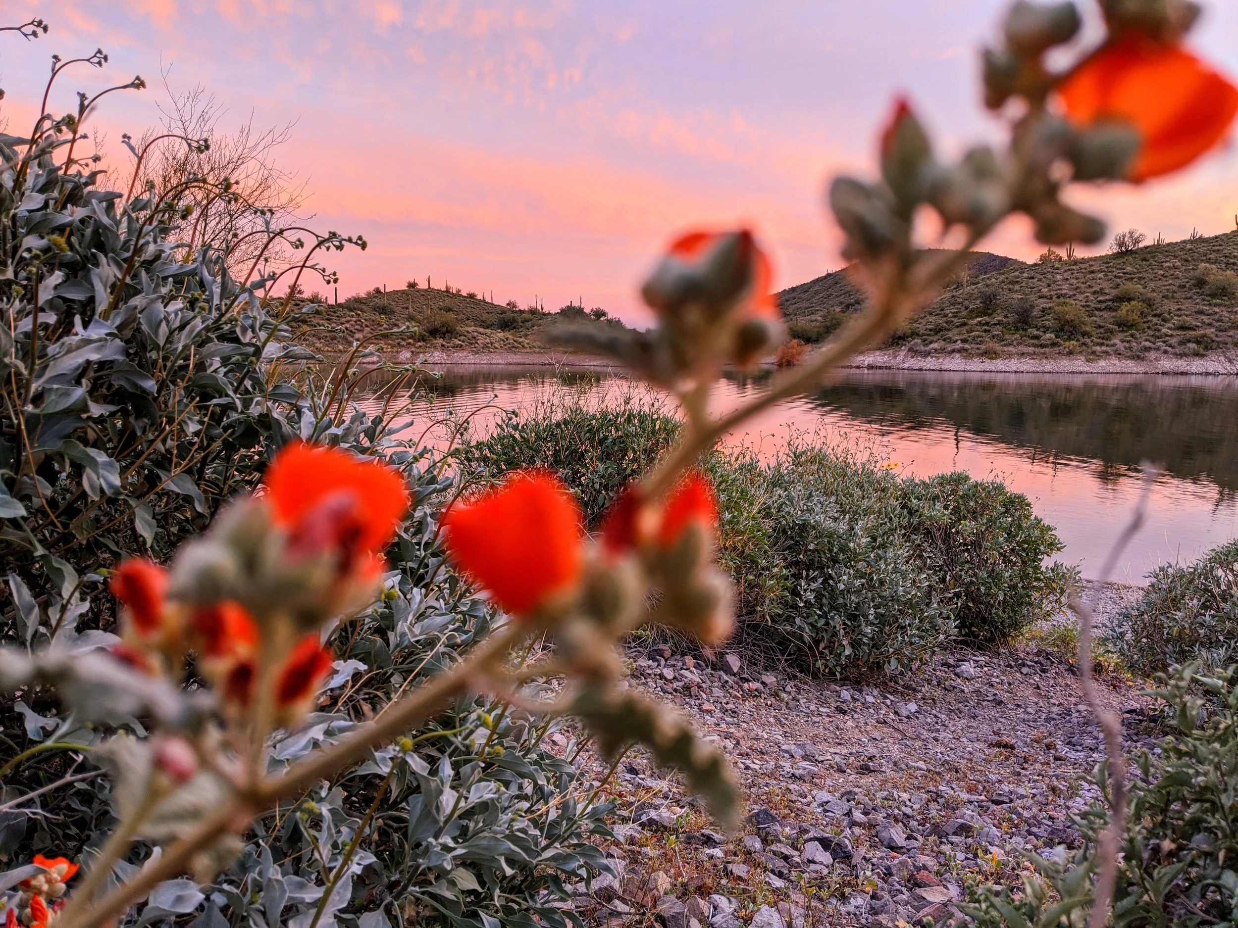 Flora - orange - Geoff Rhodes (5).jpg